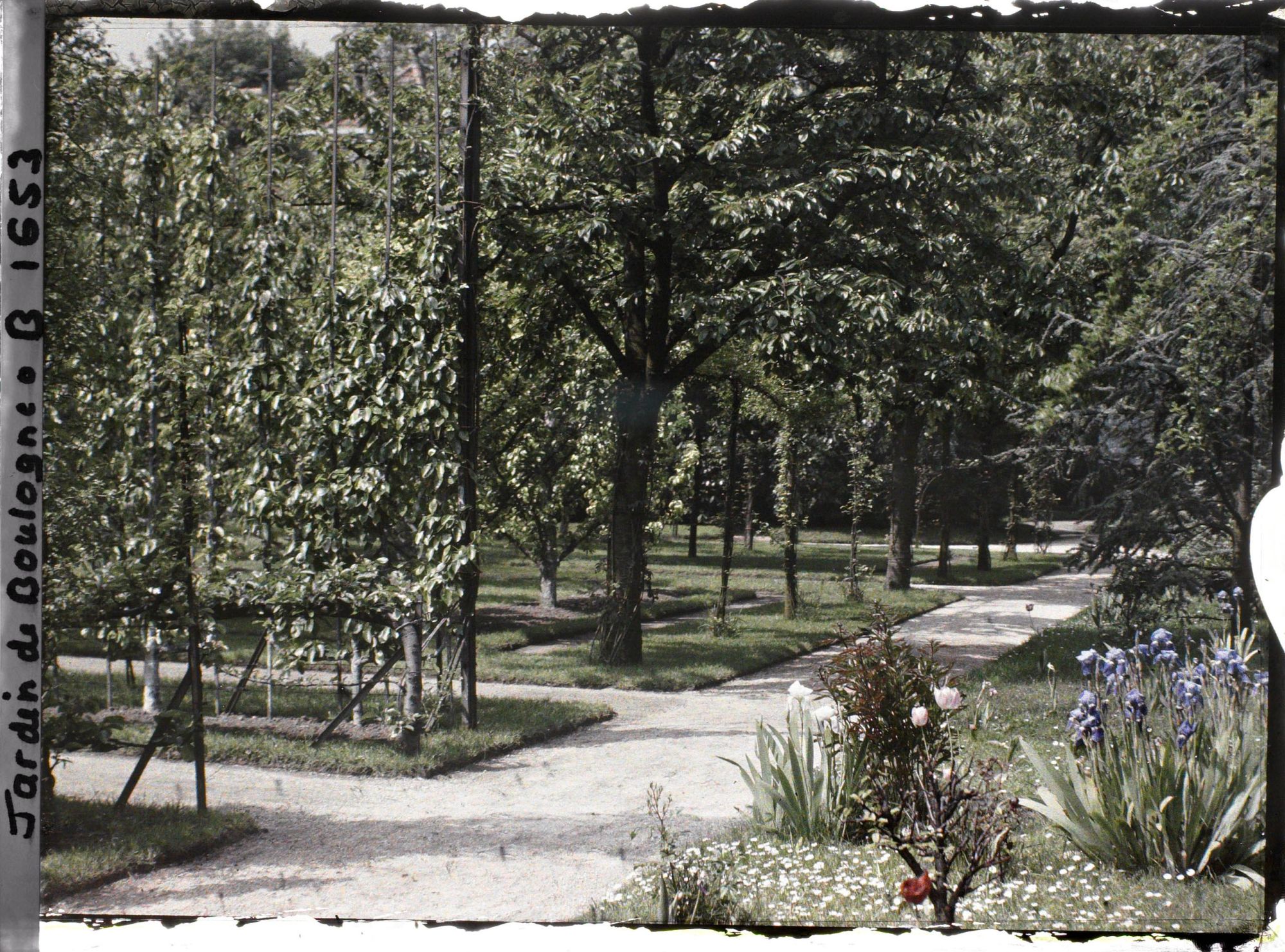 Image représentant Partie nord-ouest du verger-roseraie vue vers la dépendance, depuis l'allée longeant la forêt bleue