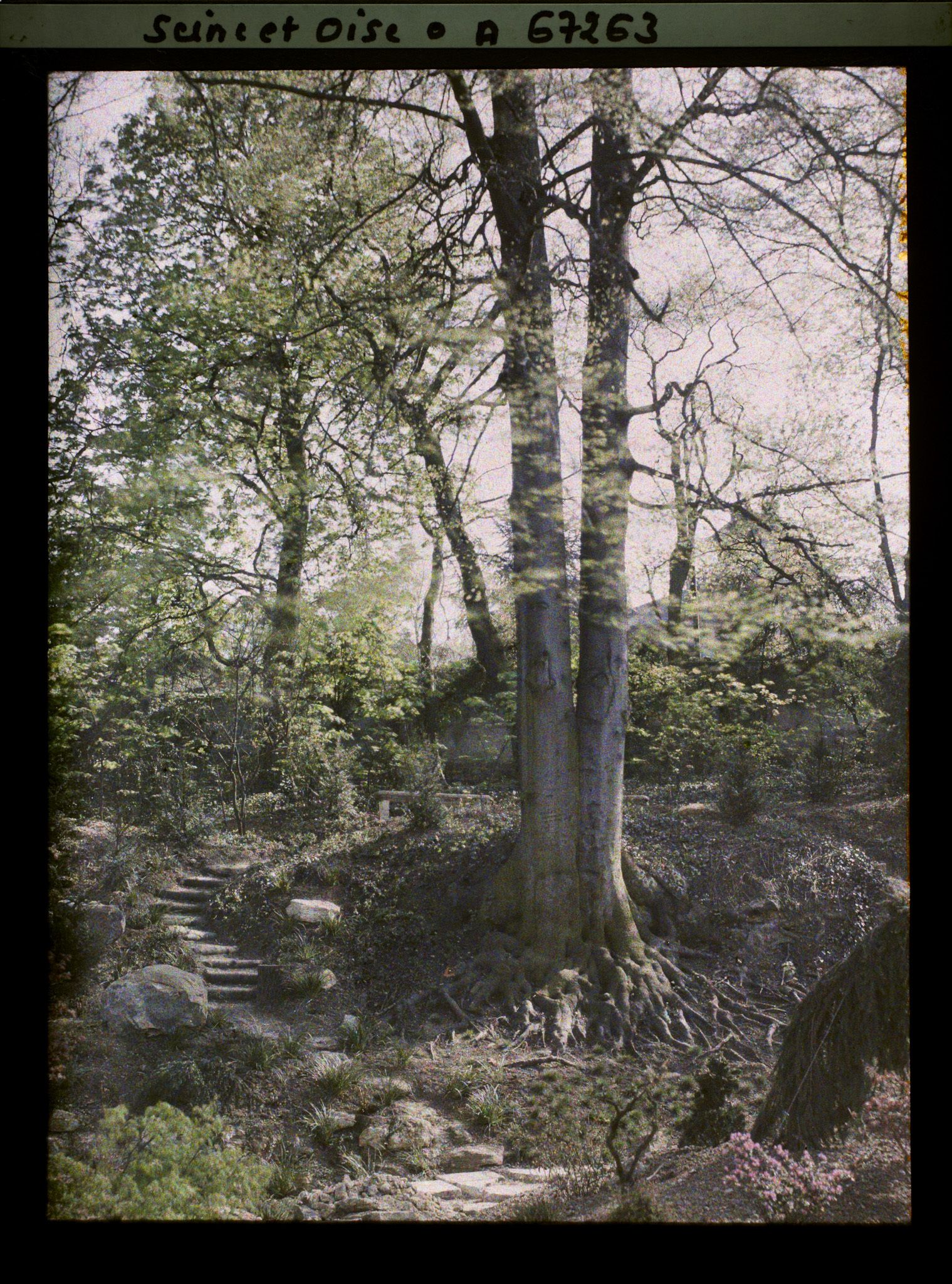 Image représentant Le jardin japonais de l'école normale supérieure de jeunes filles (ENSJF)