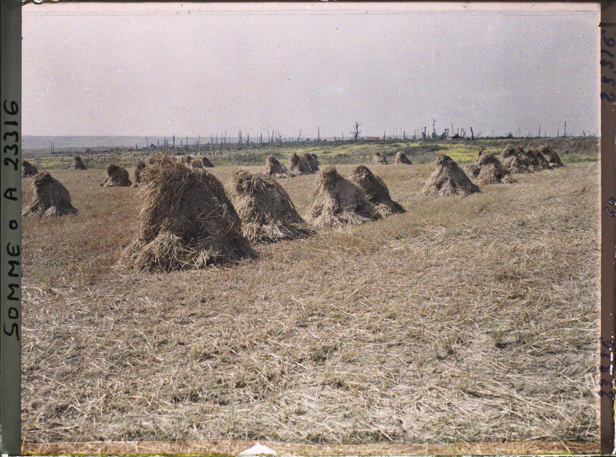 Image représentant France, Maurepas, Champ d'avoine à la lisière du Village