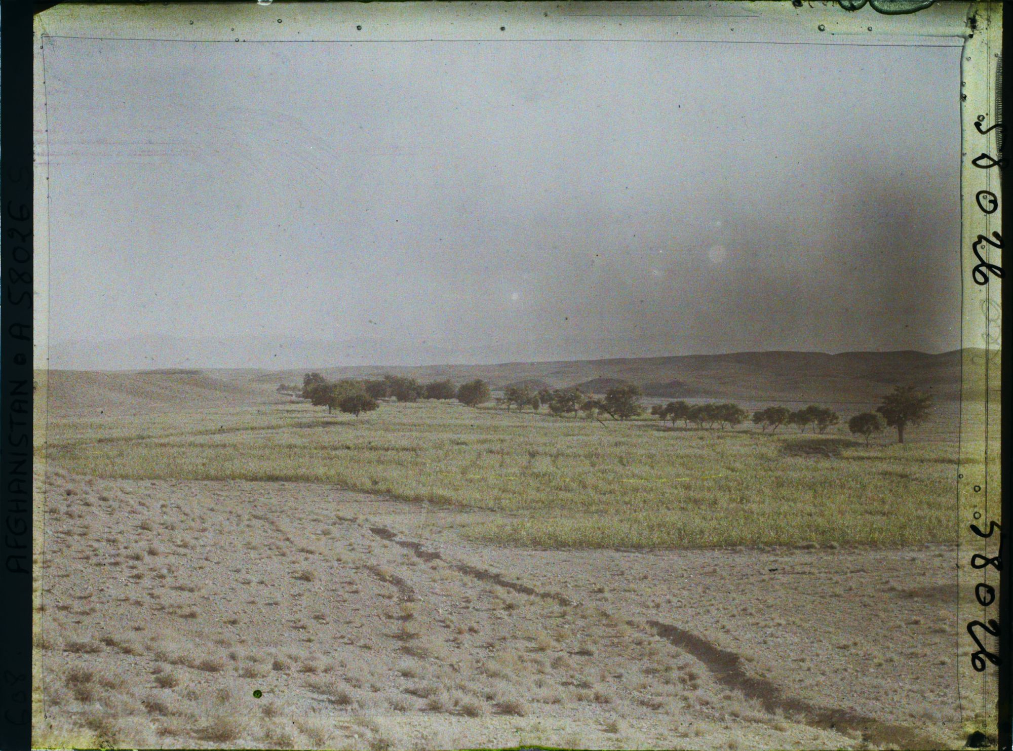 Image représentant Champs de maïs