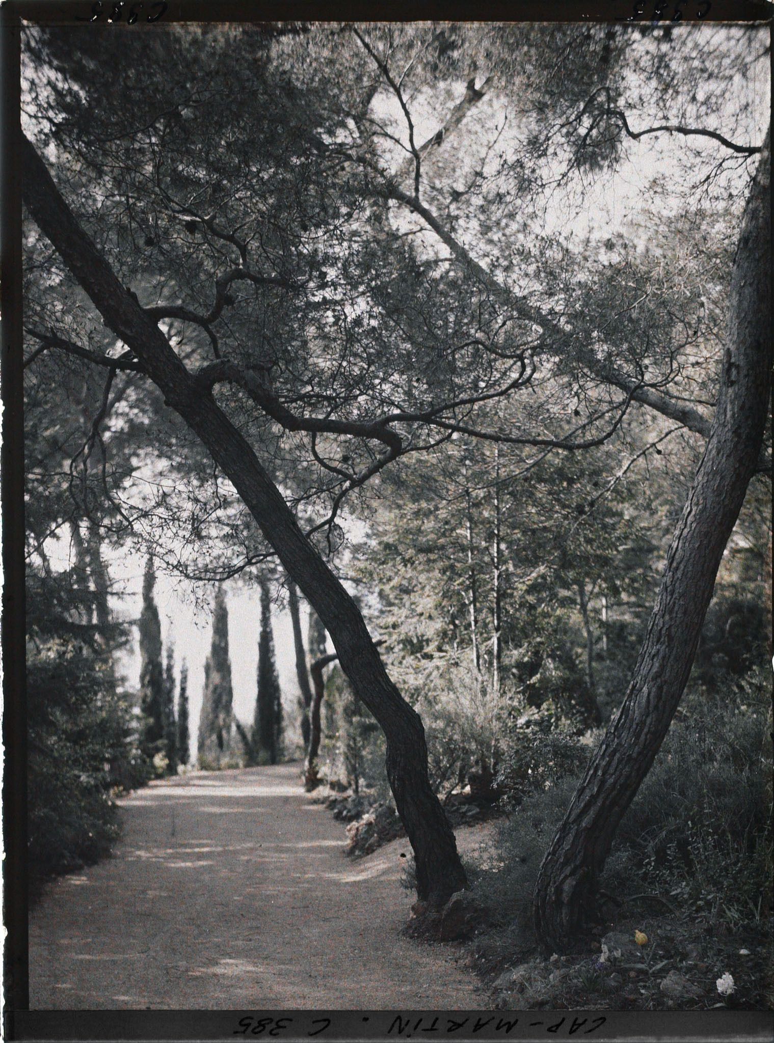 Image représentant Cap Martin Le Jardin