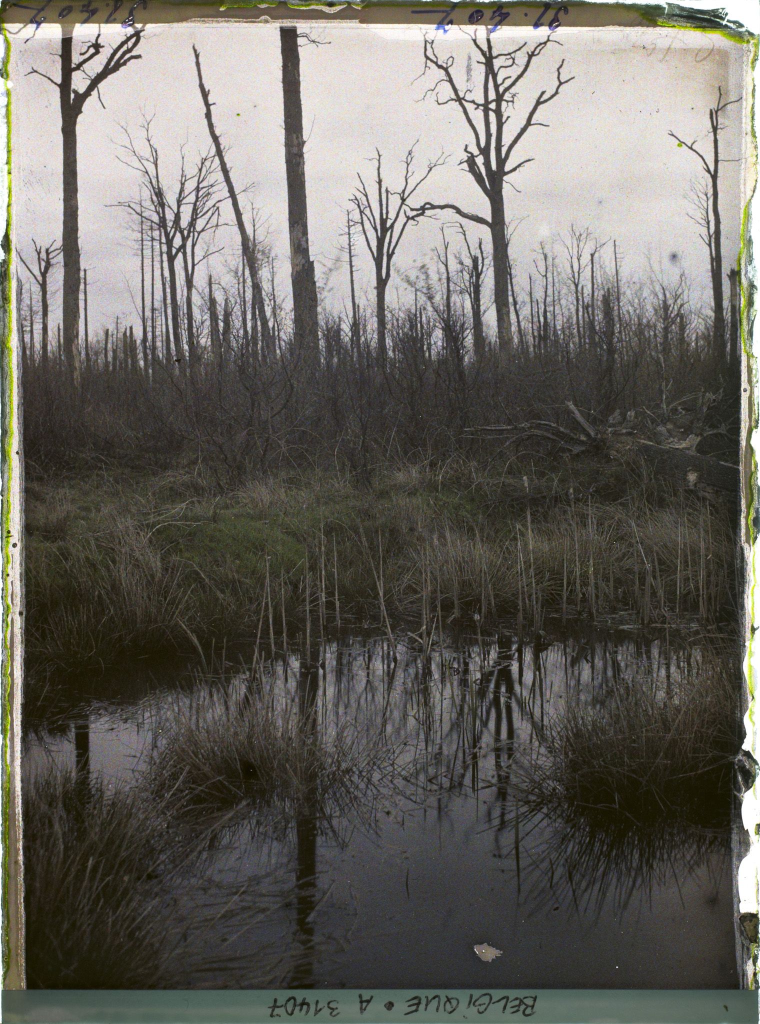 Image représentant Belgique, Forêt d' Houtuhlsd, Forêt d' Houtuhlsd; Aspect du sol de la forêt
