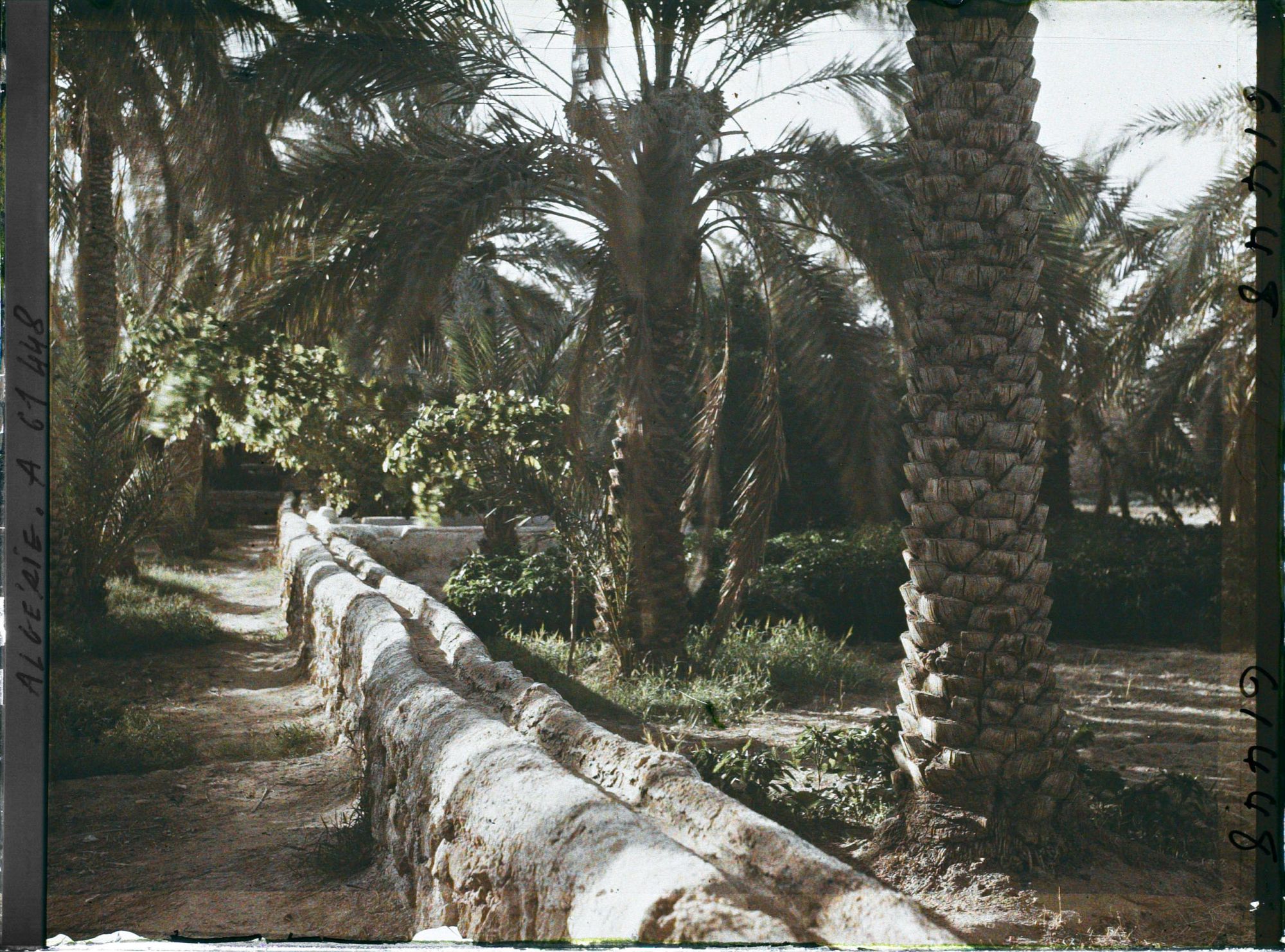 Image représentant Rigoles d'irrigation dans l'oasis