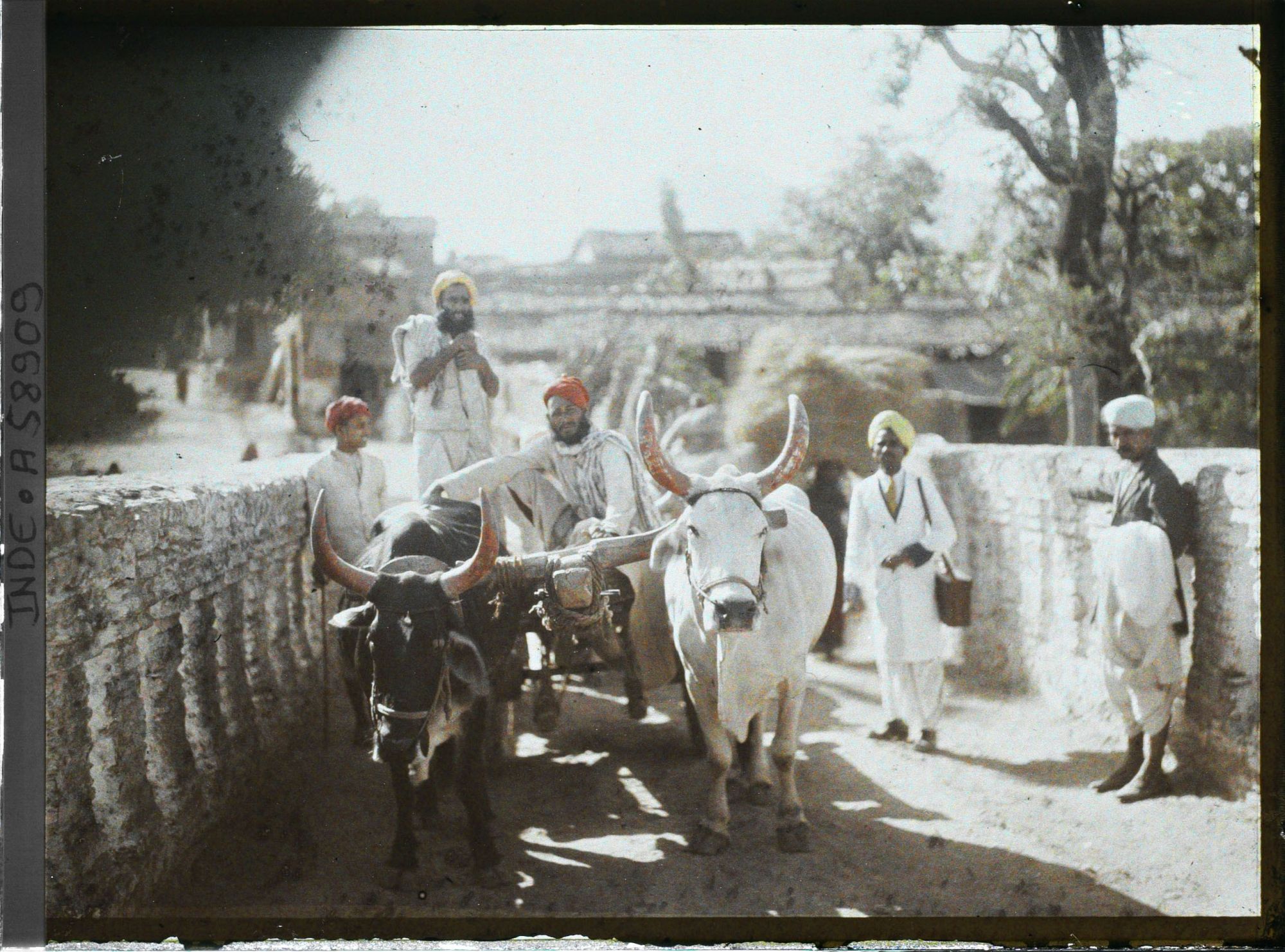 Image représentant Attelage de boeufs