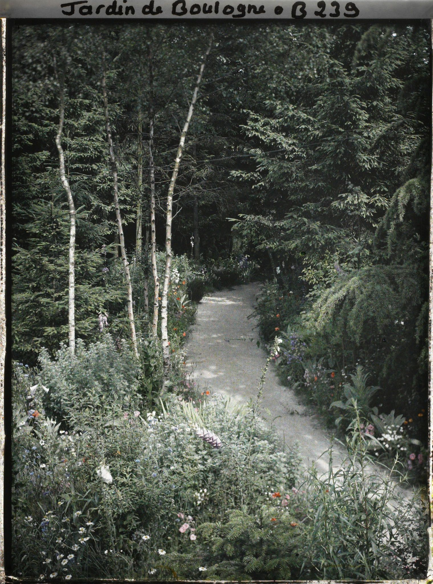 Image représentant La prairie et la forêt dorée à l'orée de la forêt vosgienne
