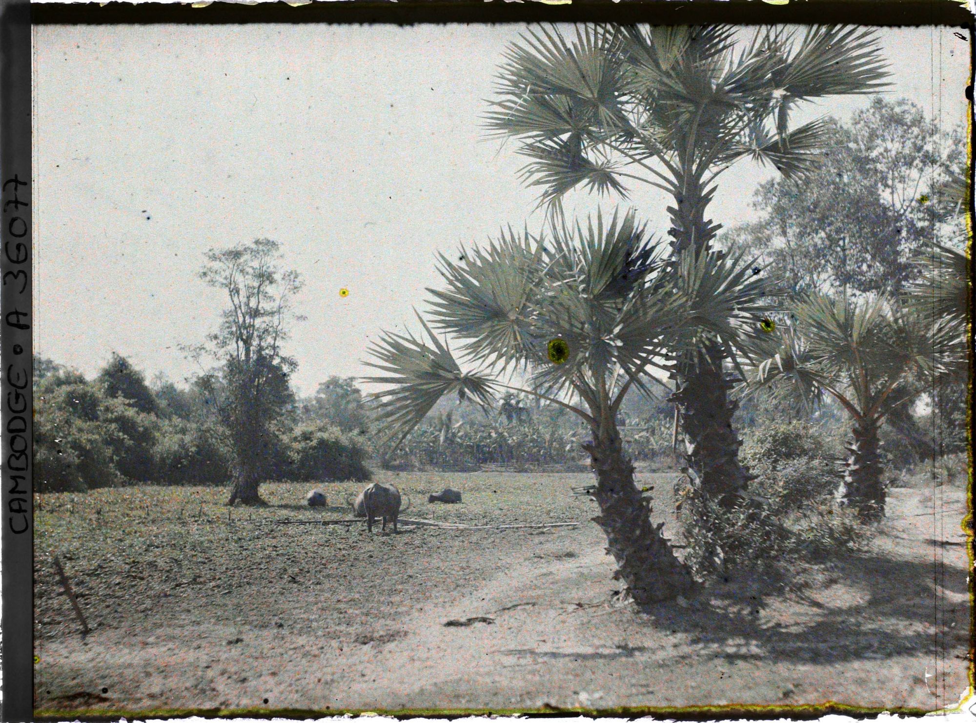 Image représentant Des buffles dans un marais