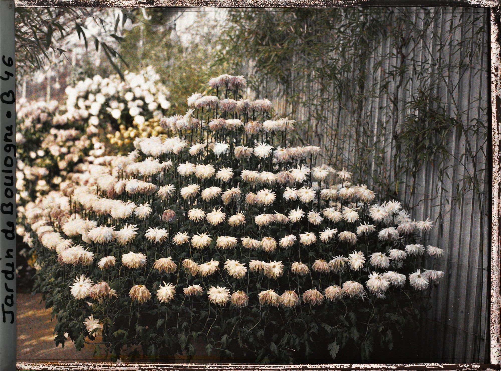 Image représentant Composition florale constituée de chrysanthèmes, dans une des serres adjacentes au jardin d'hiver