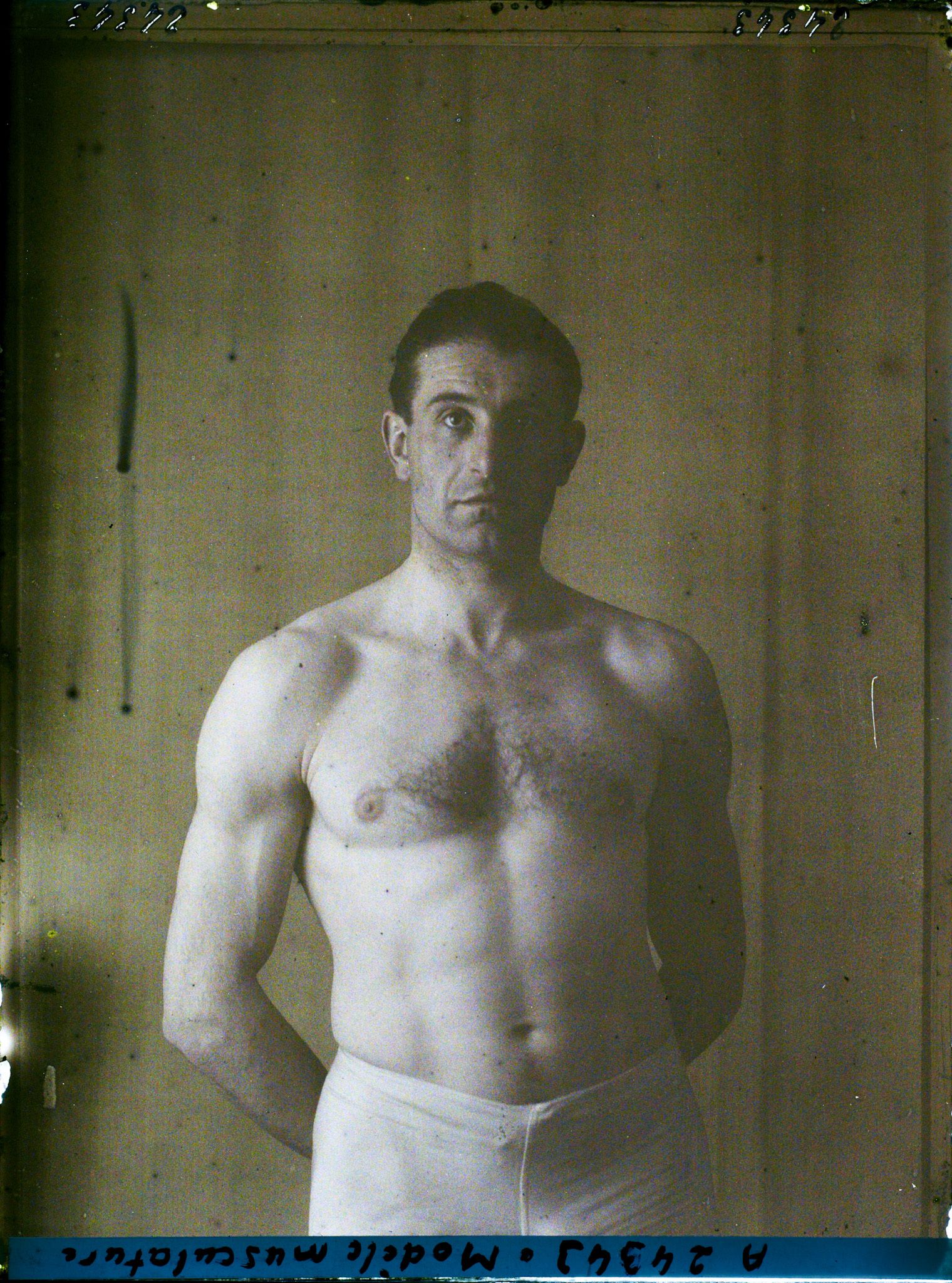 Image représentant Modèle musculature
