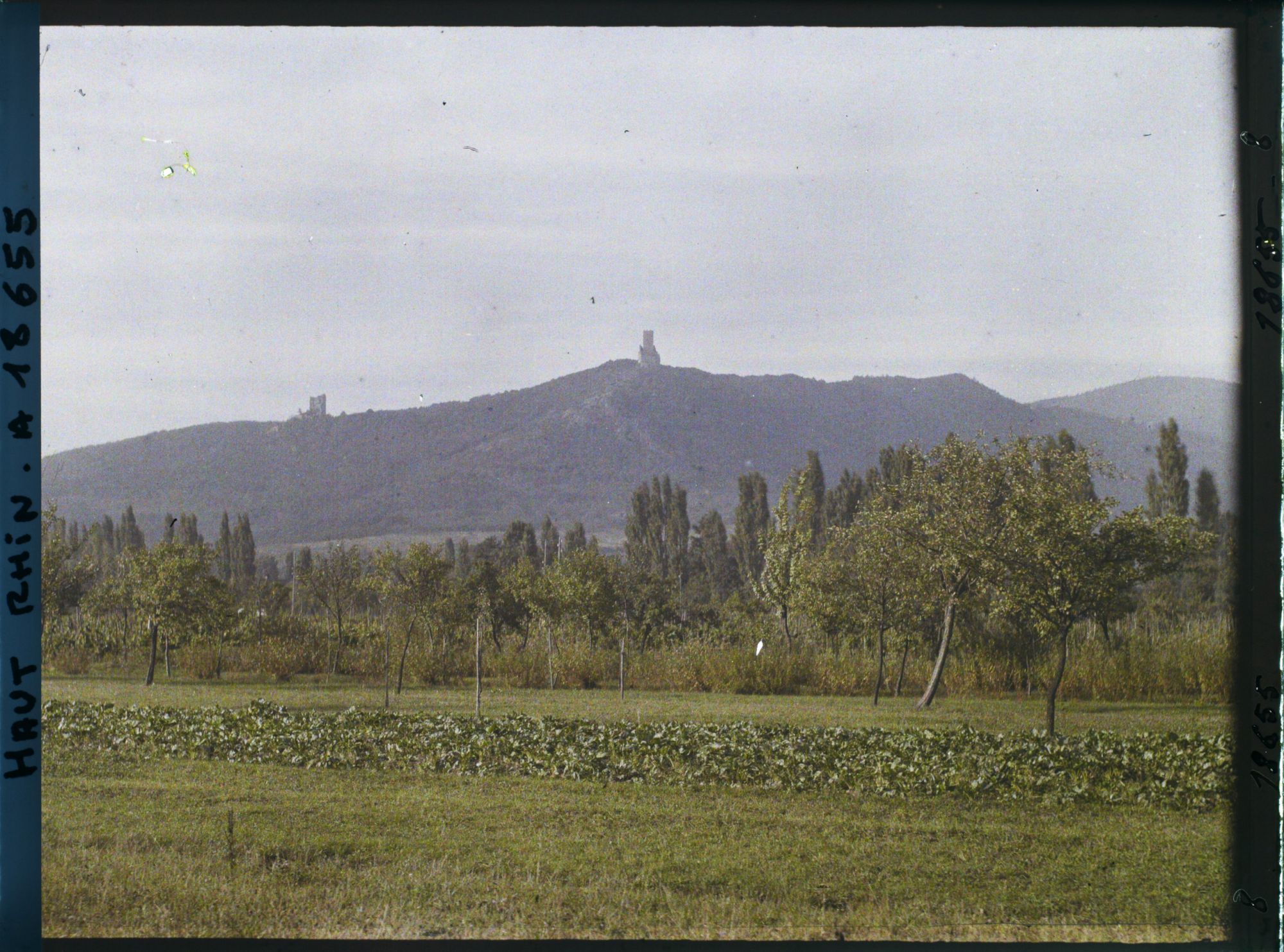 Image représentant France, Environs Schlestadt, Les deux Châteaux de Ramstein (a.g.) d'Ortenburg (au milieu) au dessus de Scherwiller, Vignes de plaine au 1er plan