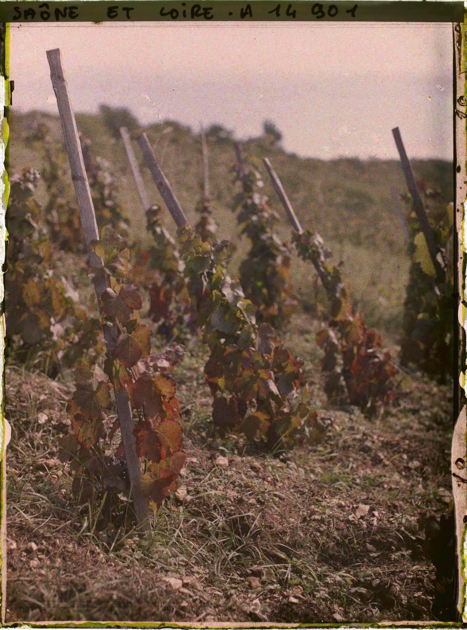 Image représentant Pieds de vigne