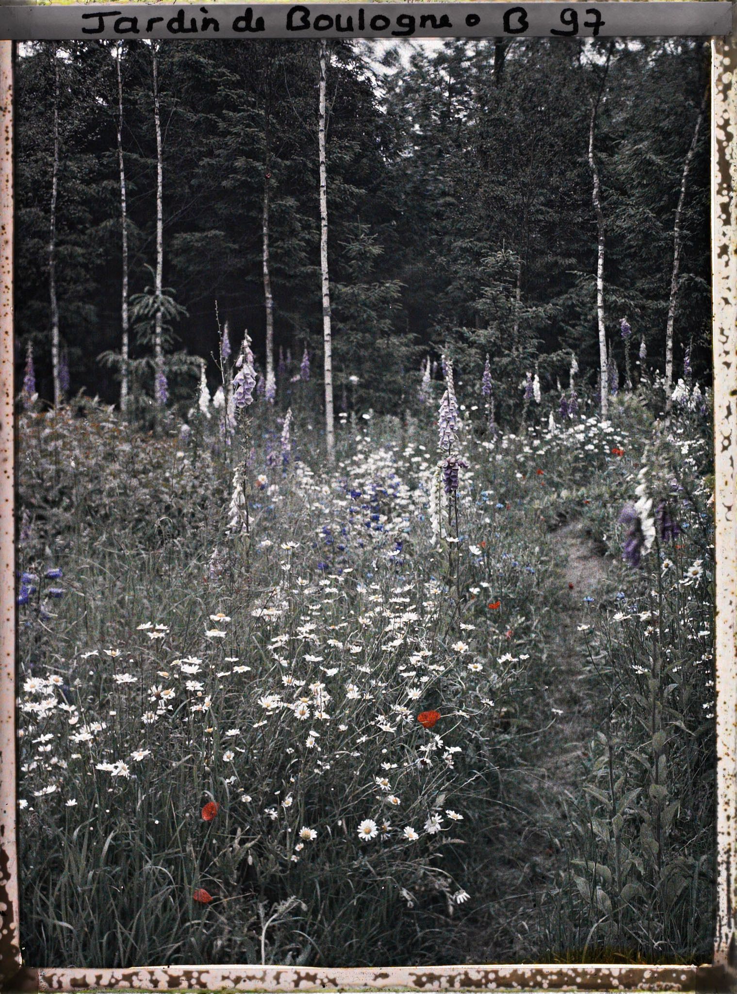 Image représentant La prairie en fleurs entourée des bouleaux et des épicéas de la forêt dorée