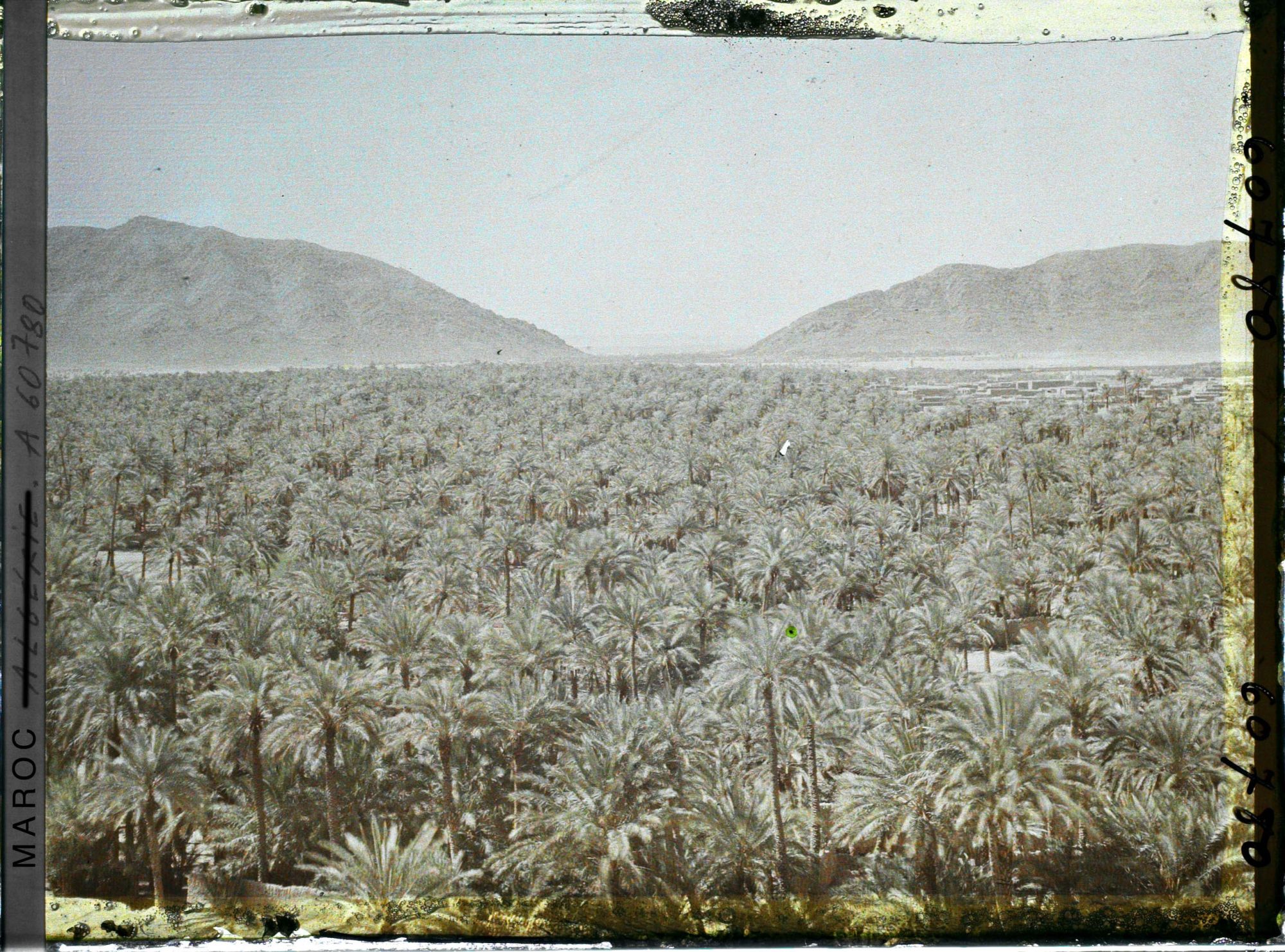 Image représentant La mer de palmes avec au fond le col de Zenaga