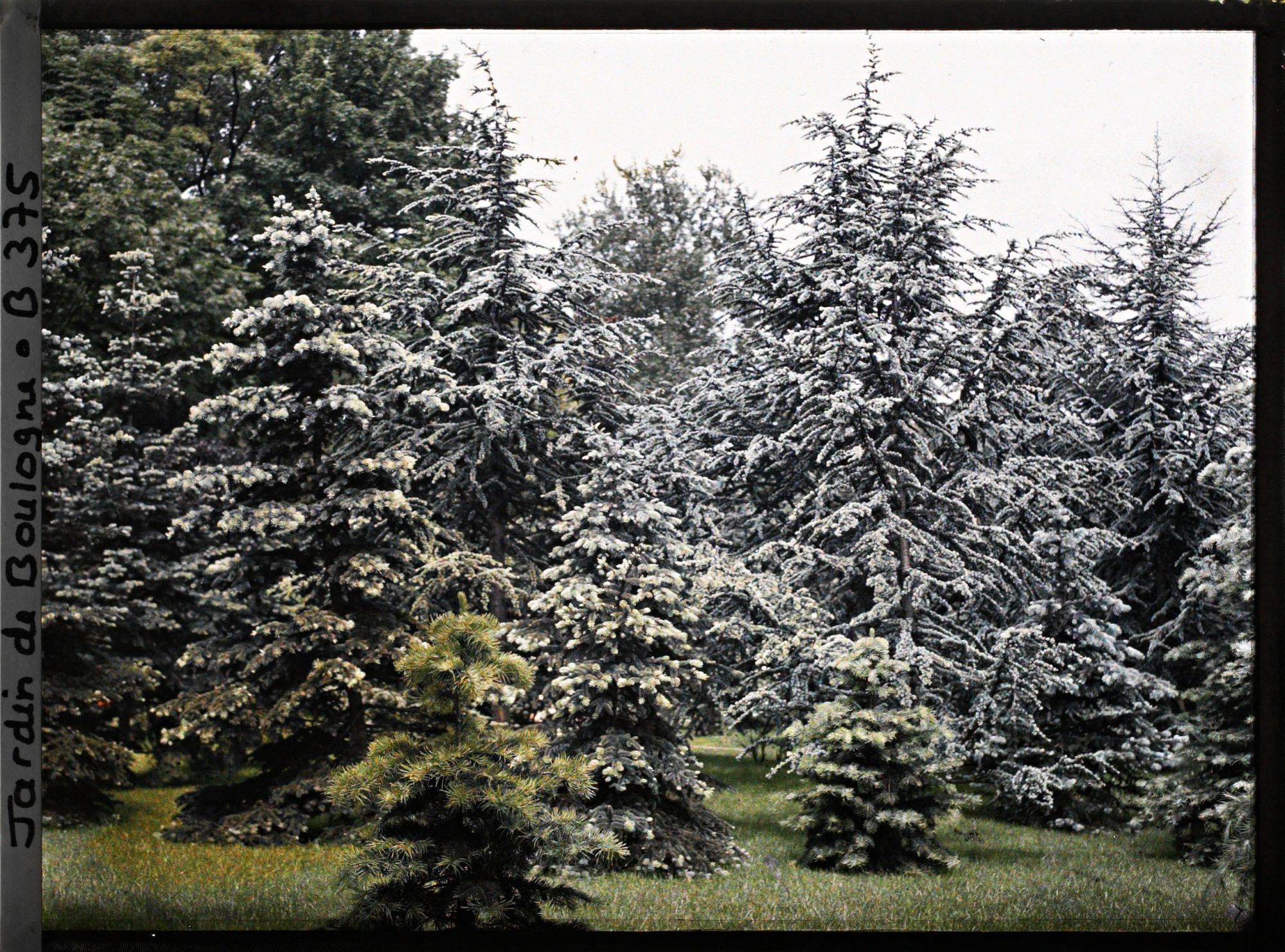 Image représentant Epicéas et cèdres de la forêt bleue
