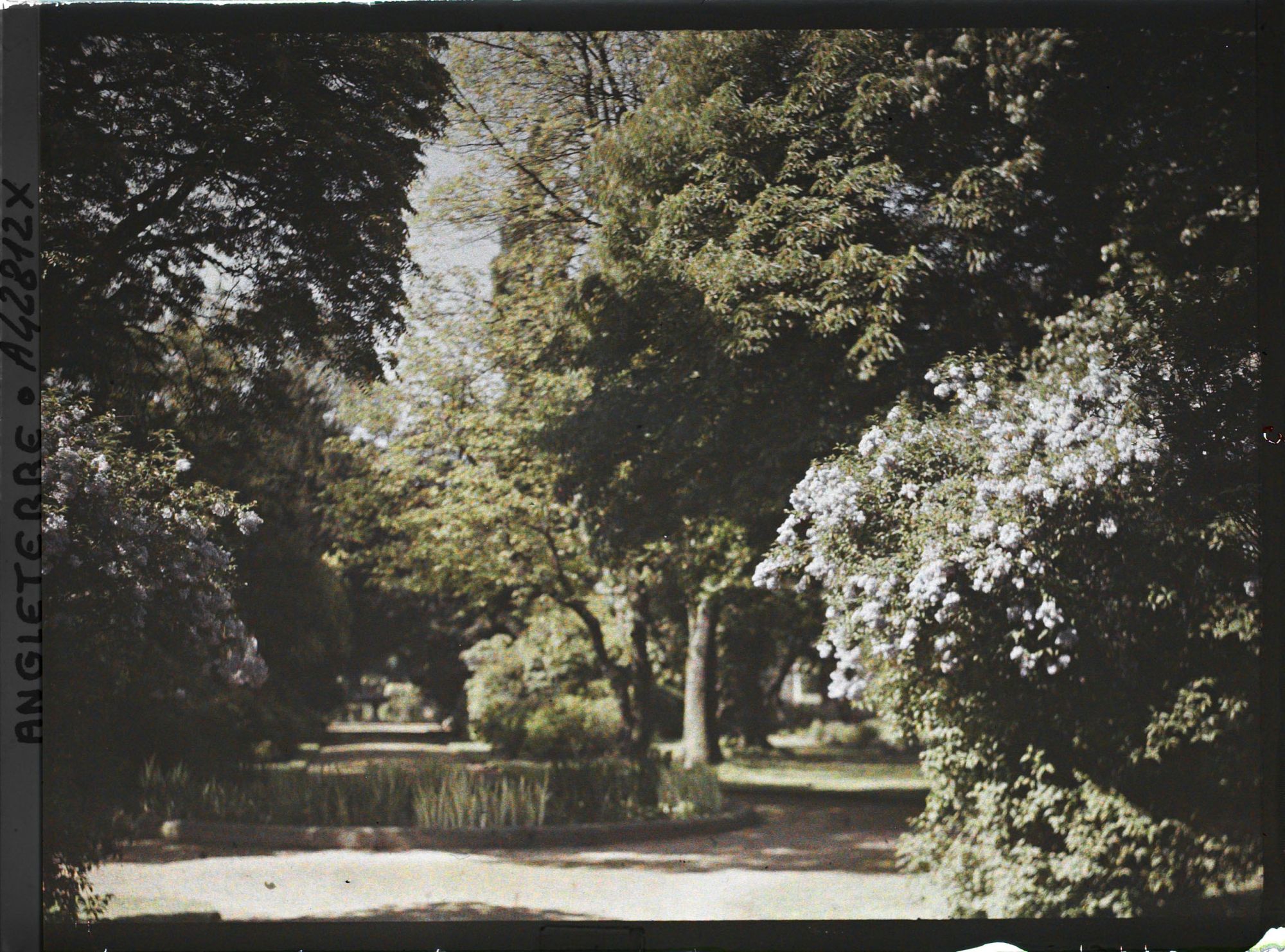 Image représentant Une allée du jardin botanique