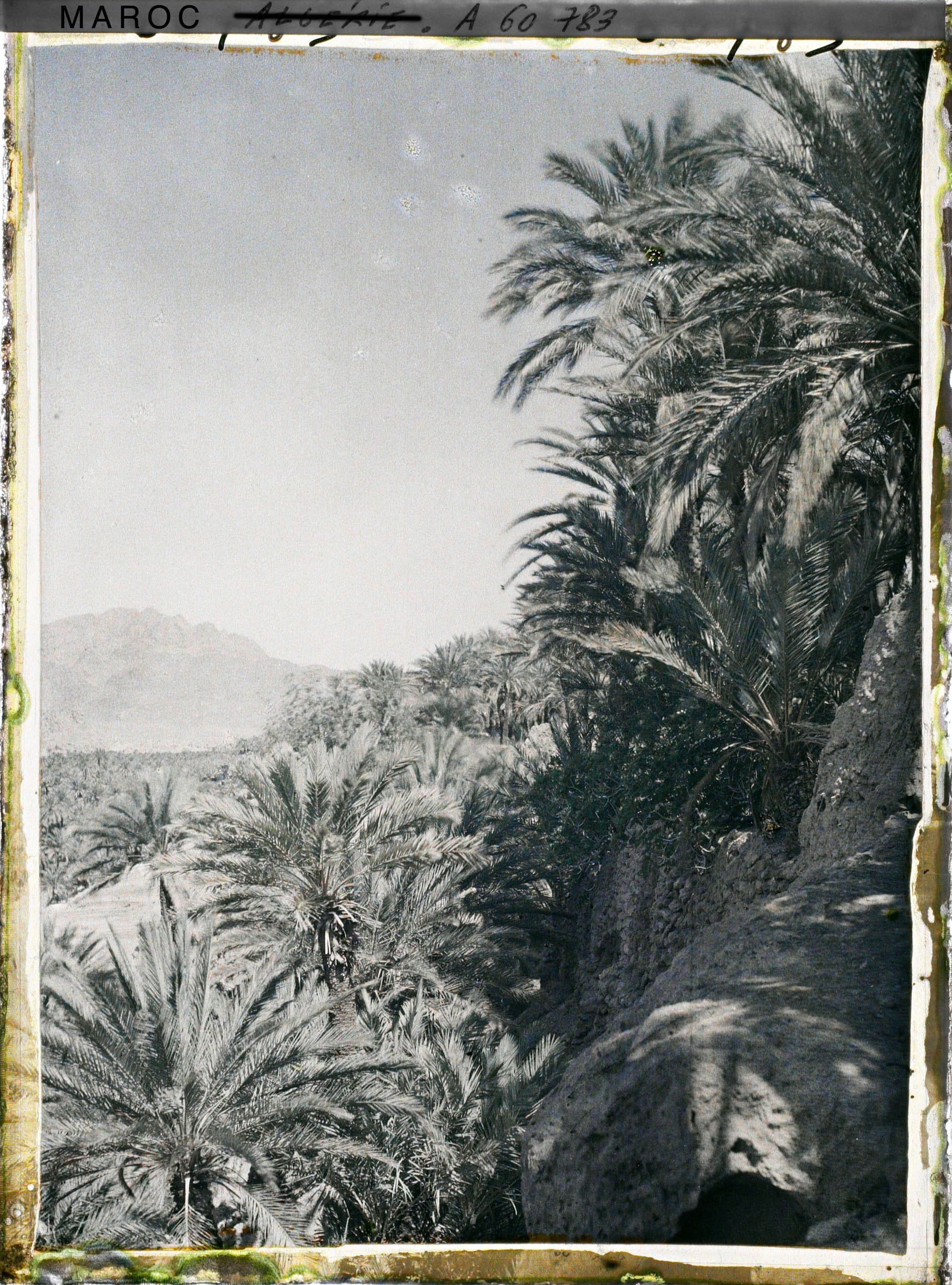 Image représentant Palmeraie avec au fond, le Djebel Grouz