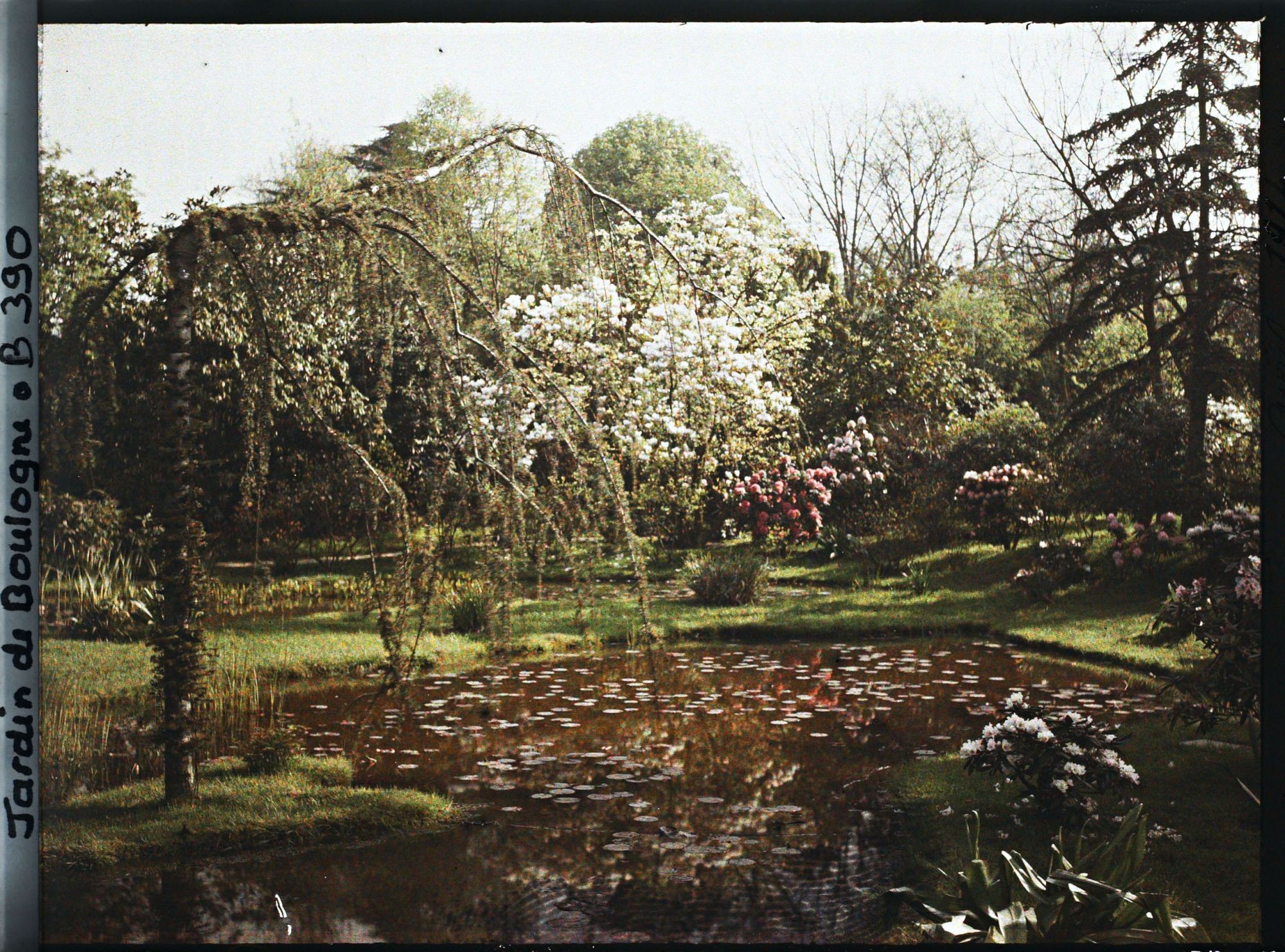 Image représentant Cèdre pleureur surplombant le bassin sud du marais, vu en direction du nord-est