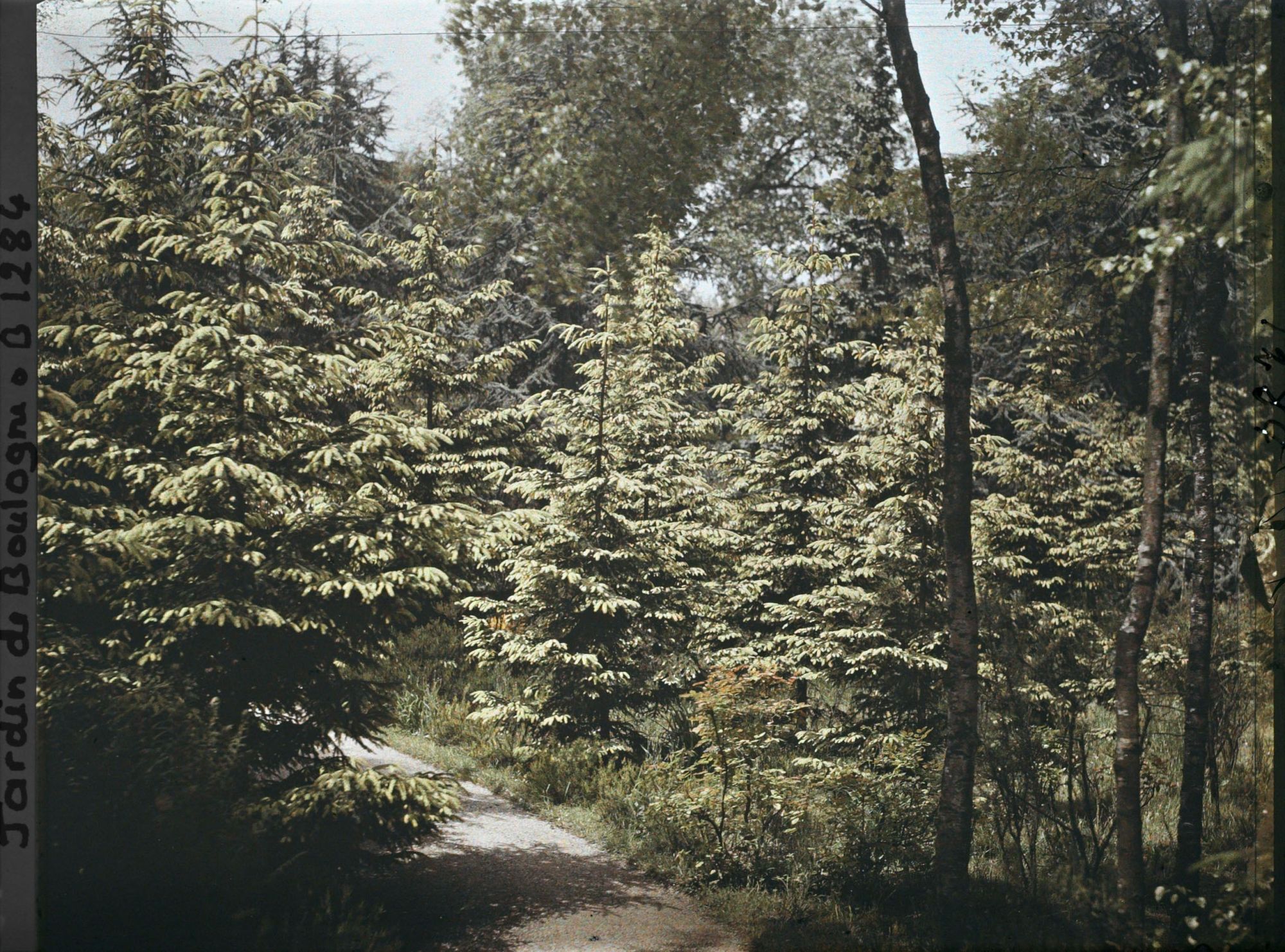 Image représentant La forêt dorée