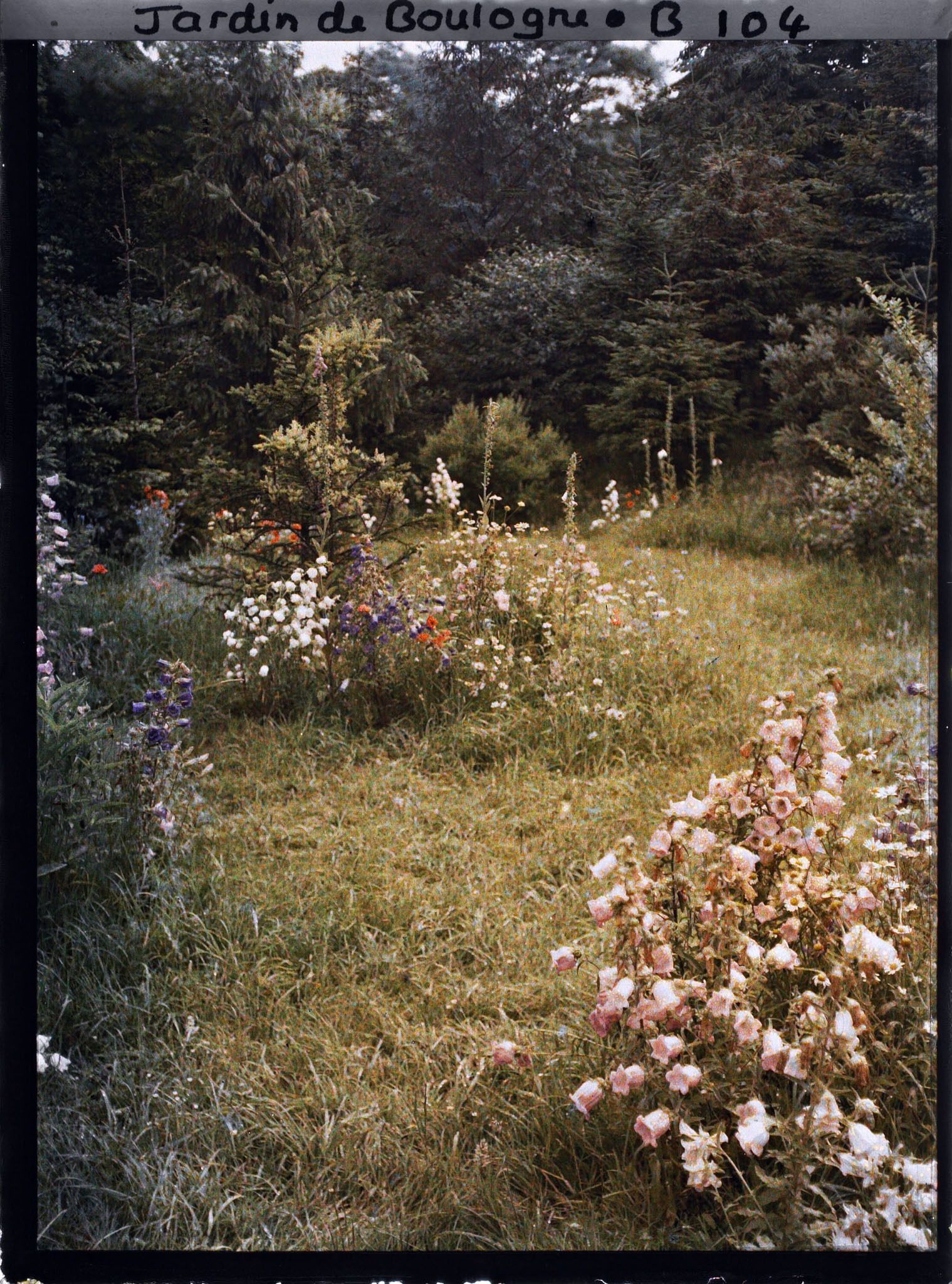 Image représentant Prairie en fleurs au coeur de la forêt dorée