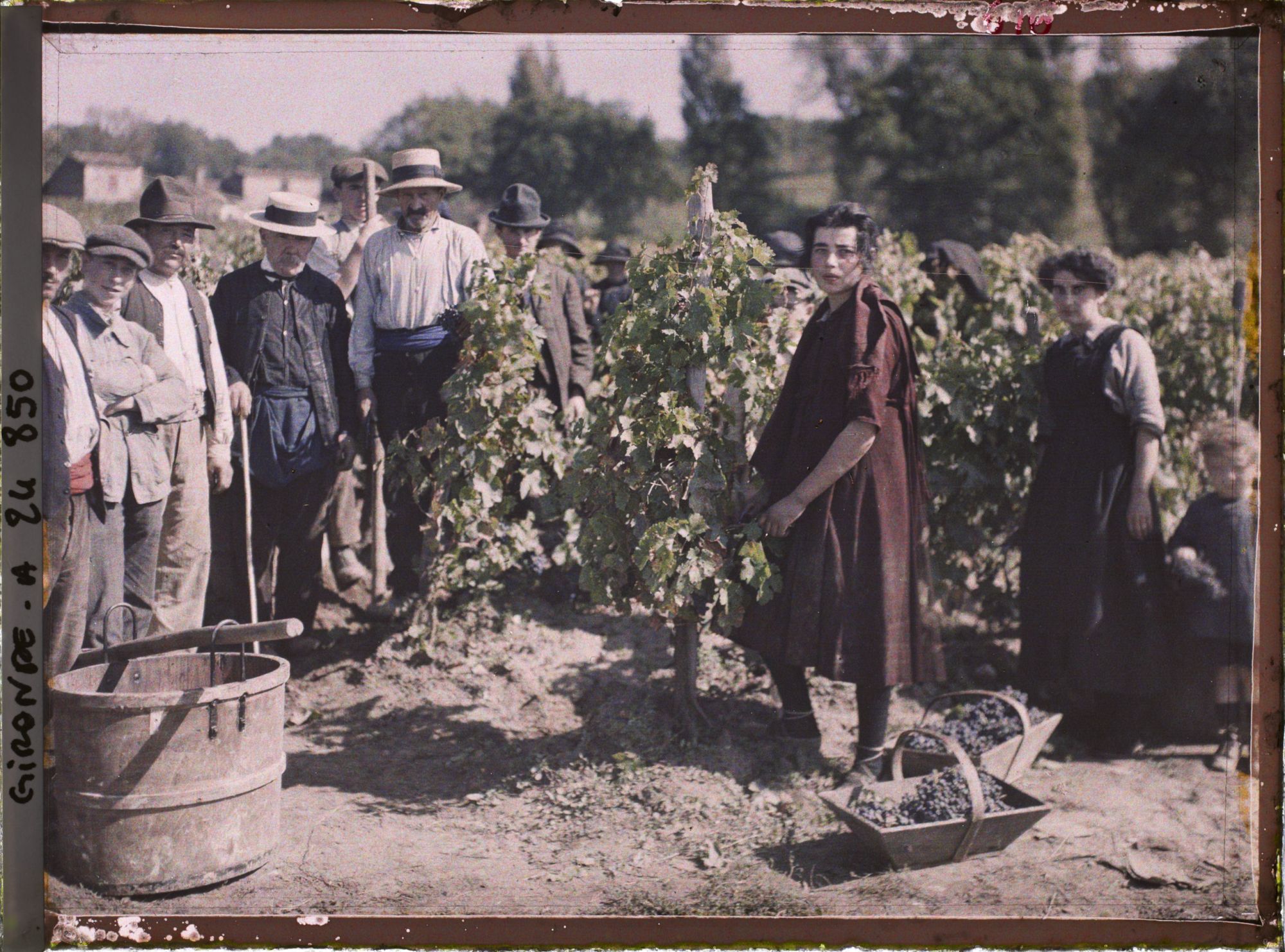 Image représentant Vendangeurs hommes et femmes au Château Pavie
