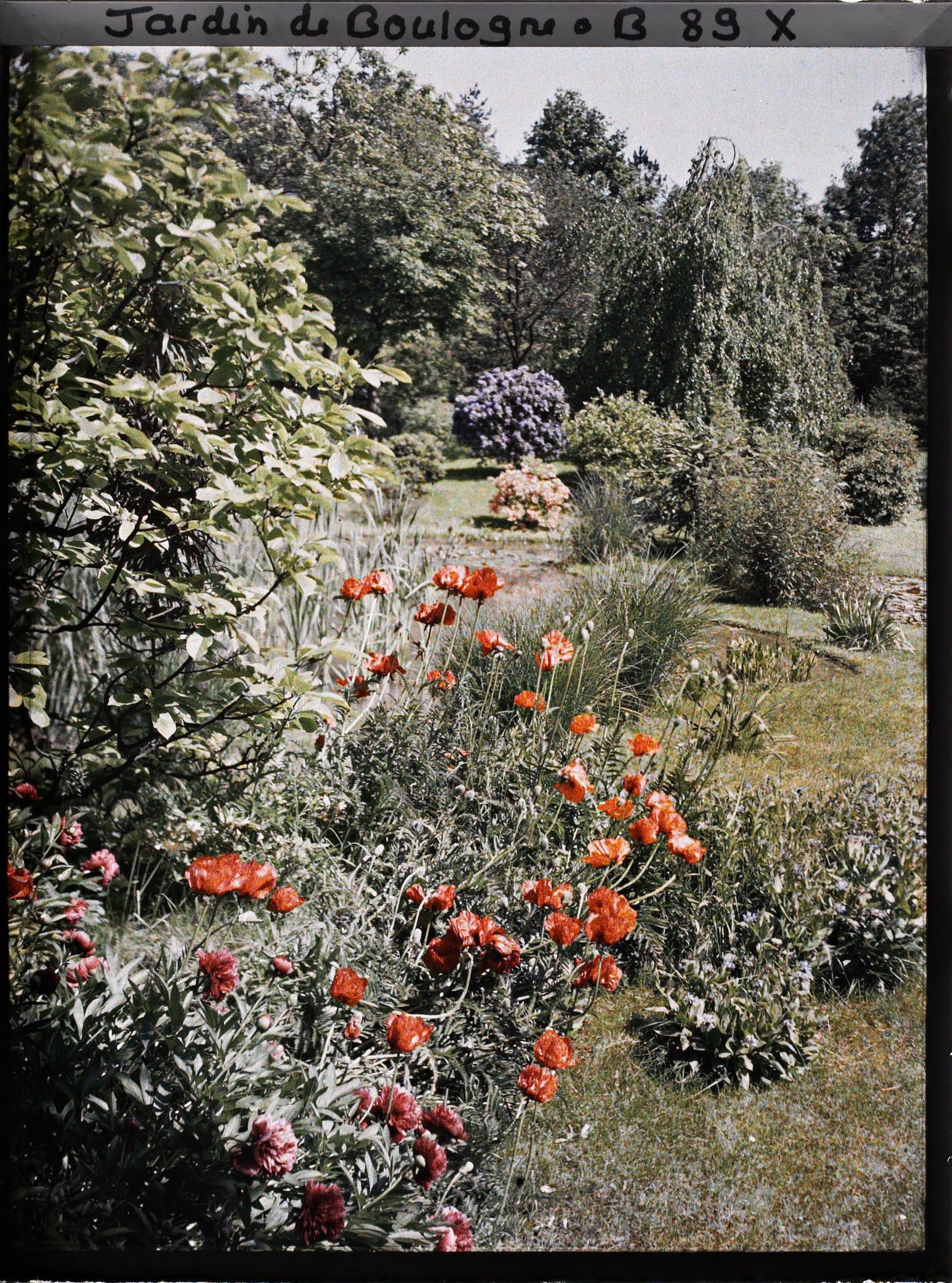Image représentant Massif fleuri, proche de la bande gazonnée séparant les " étangs " du marais, vu vers l'est, sud-est
