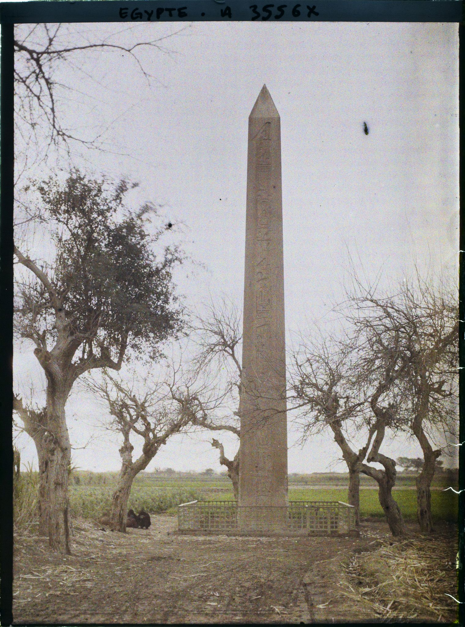 Image représentant Obélisque d'Héliopolis