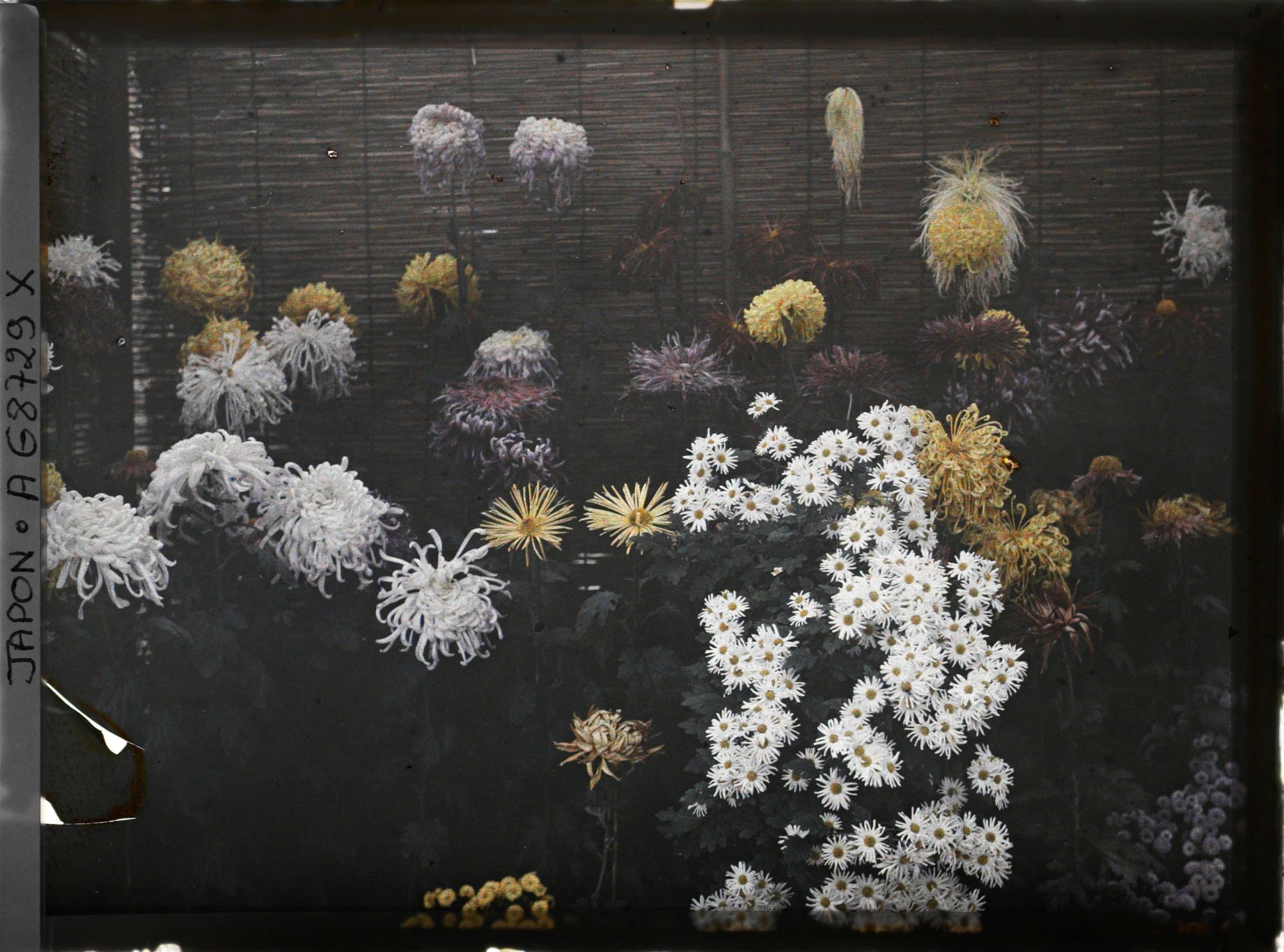 Image représentant Exposition de chrysanthèmes