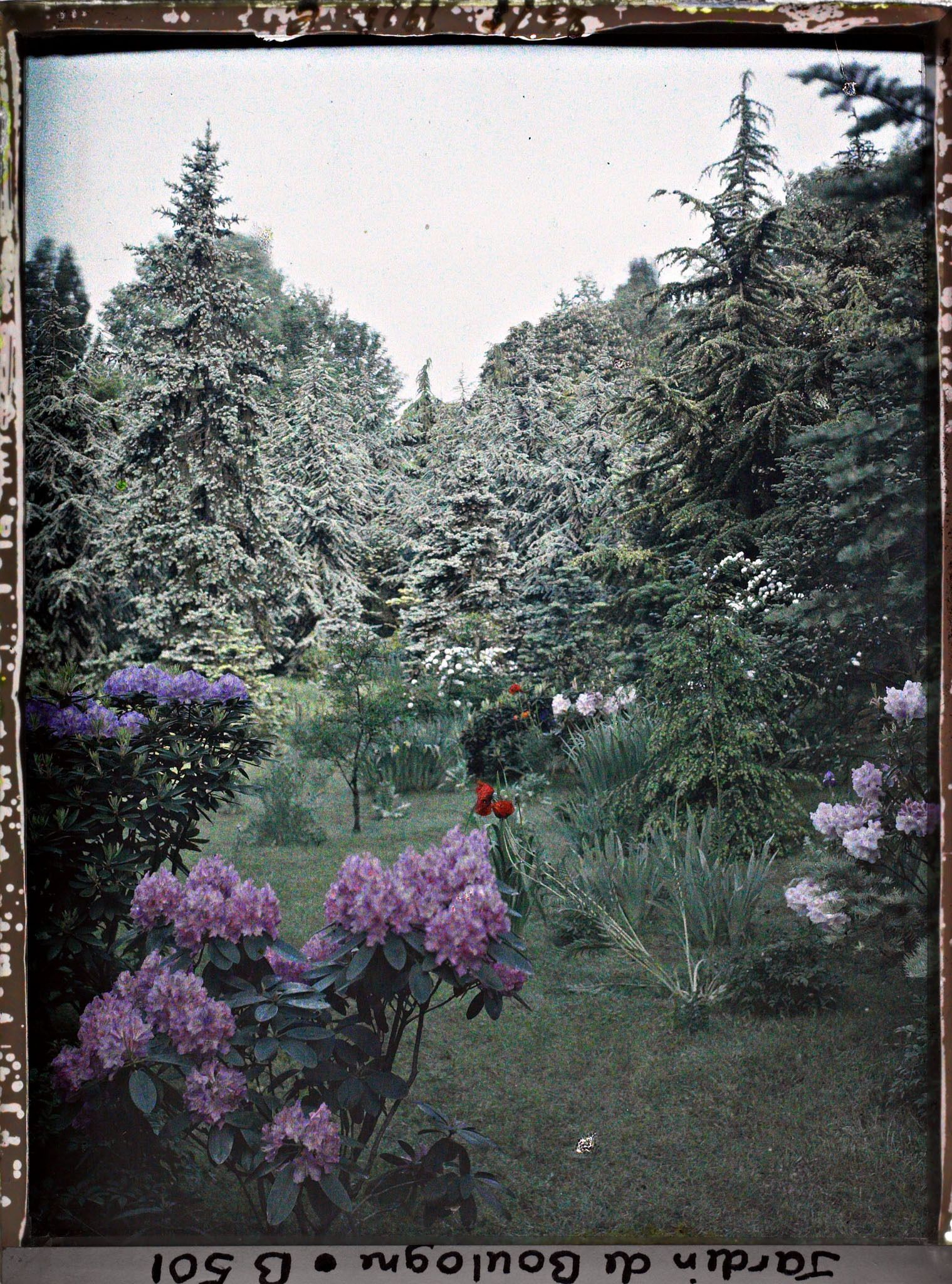 Image représentant Parterres d'azalées en fleurs au coeur de la forêt bleue