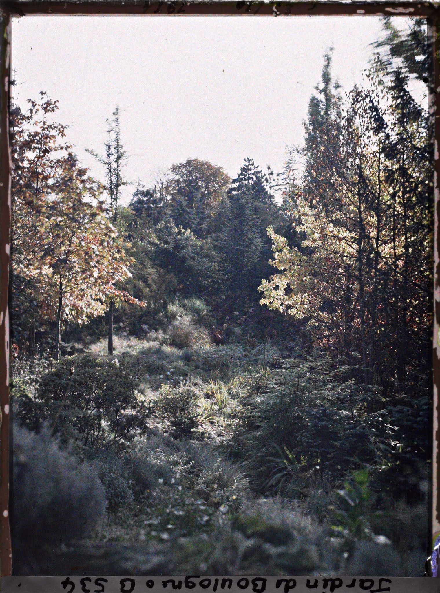 Image représentant Érables encadrant un espace dégagé du " sanctuaire japonais "