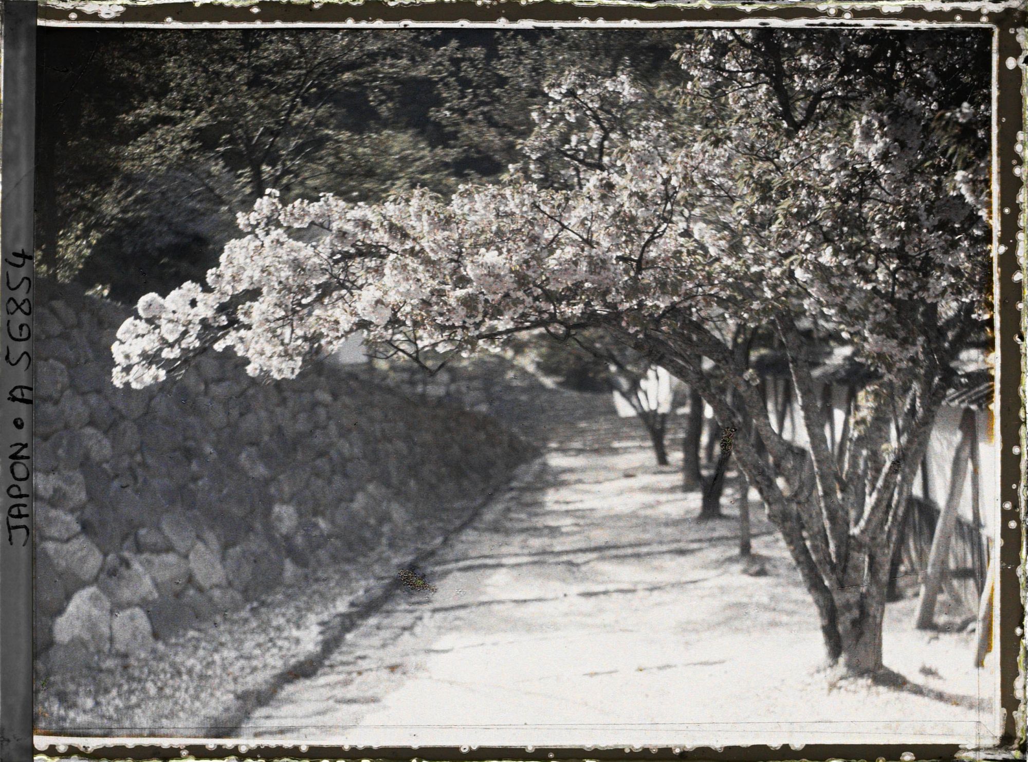 Image représentant Cerisiers en fleurs