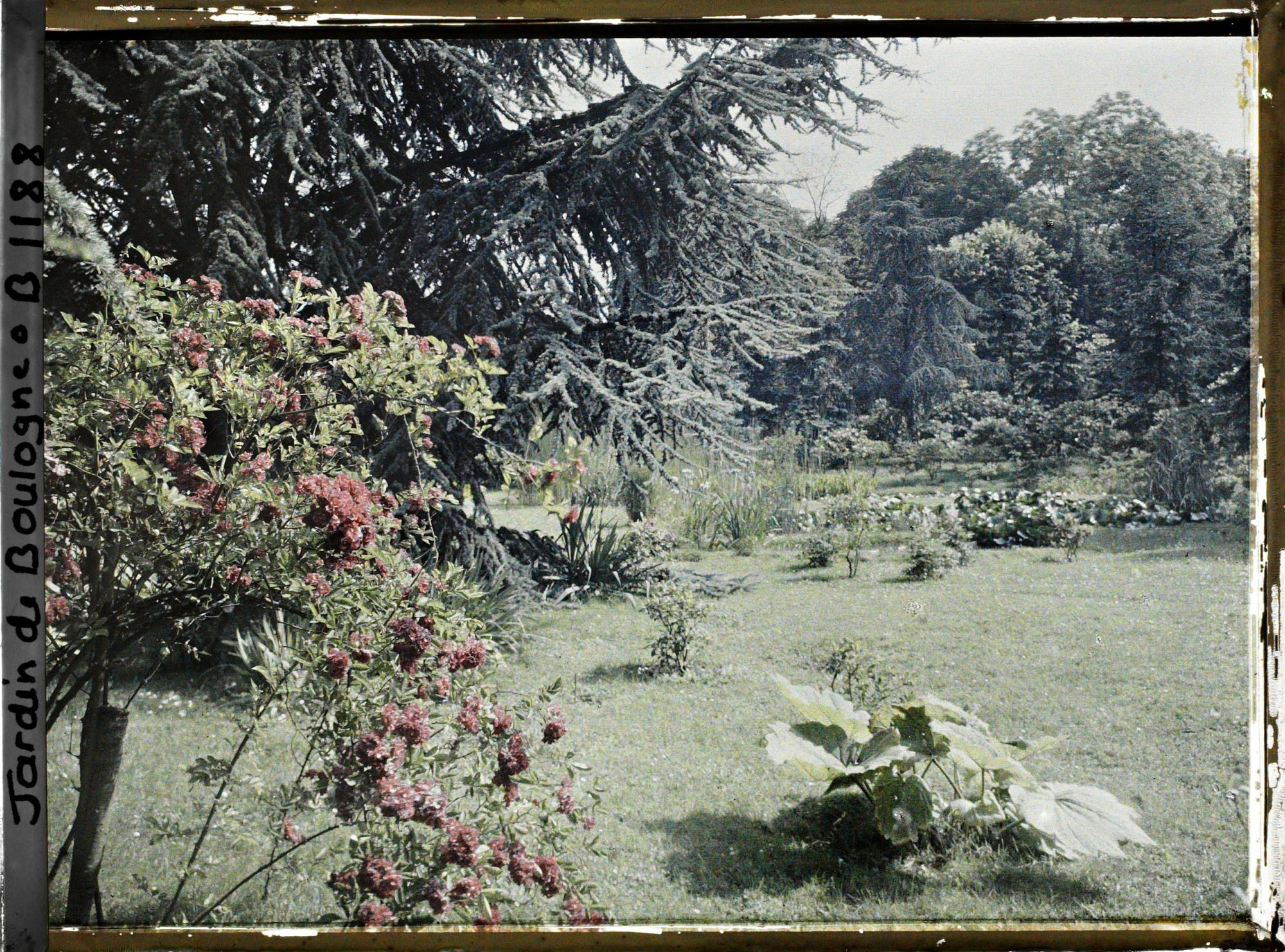 Image représentant Rosiers en fleurs et gunnera situés près d'un grand cèdre, au sud du marais vu en direction du nord