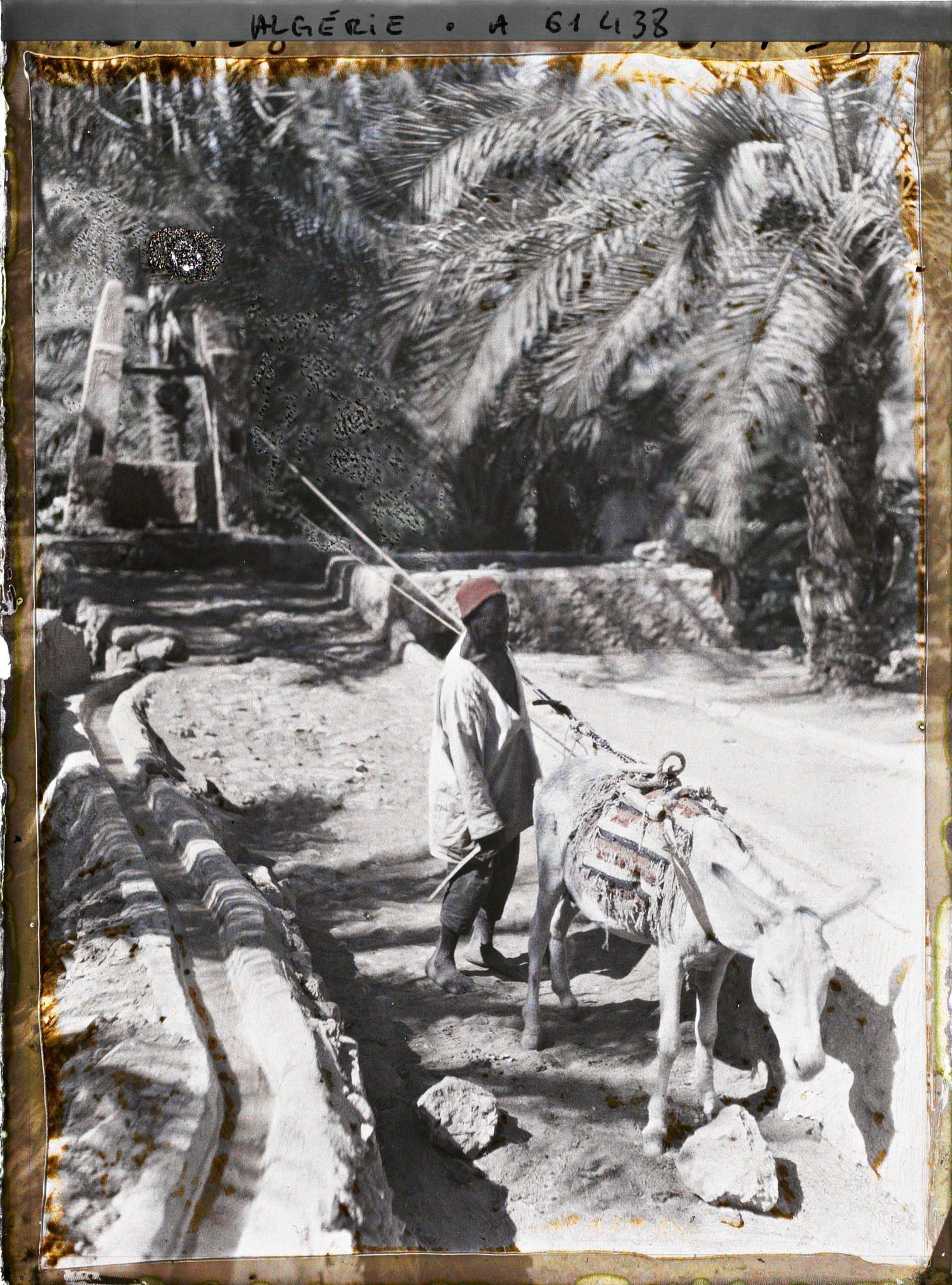 Image représentant Puisage de l'eau dans une oasis