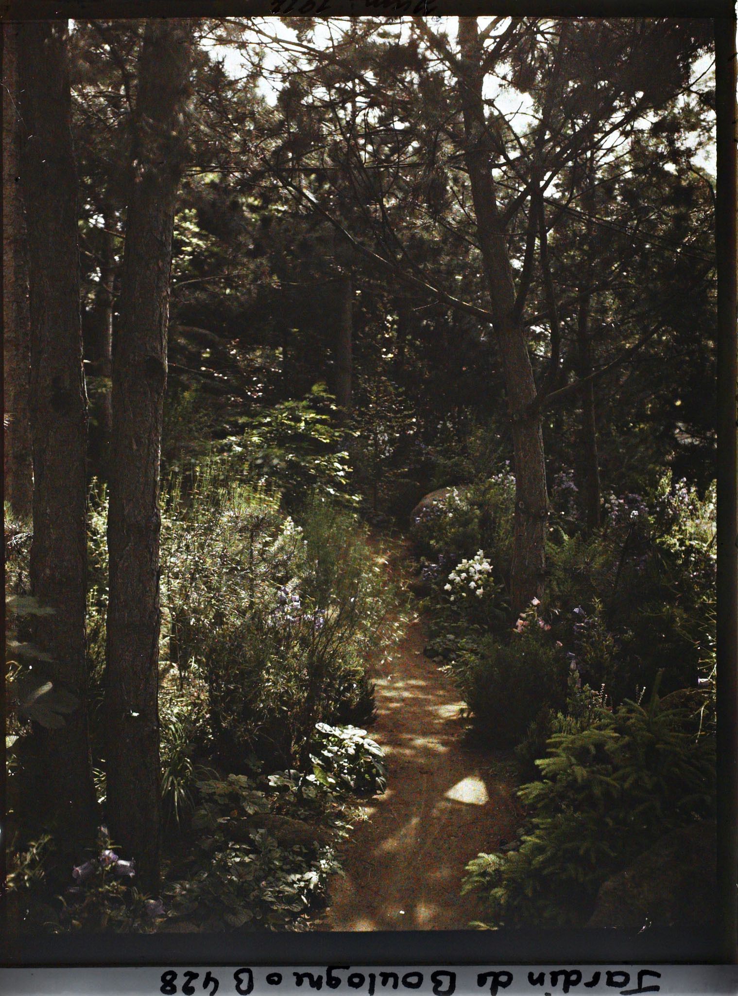 Image représentant Sentier sinueux traversant le sous-bois de la forêt vosgienne