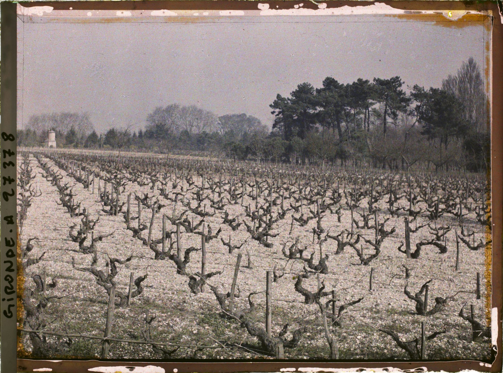 Image représentant France, Blanquefort, Cépage "Cavernet Sauvignon"