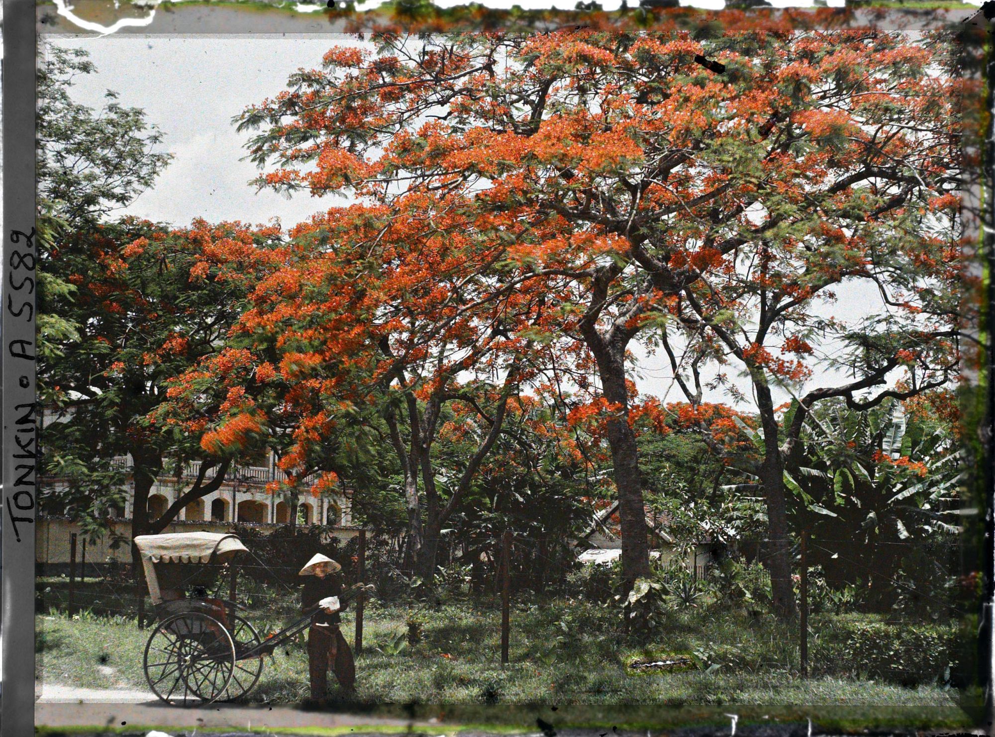 Image représentant Des flamboyants et un pousse-pousse, dans " l'avenue Général Bichot "