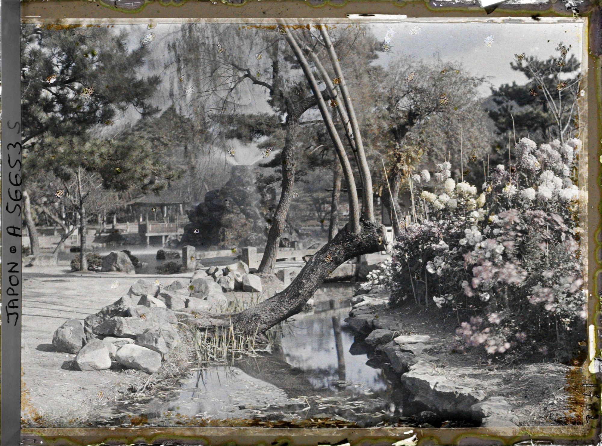 Image représentant Dobutsuen-mae (jardin zoologique): massif de chrysanthèmes le long d'un ruisseau
