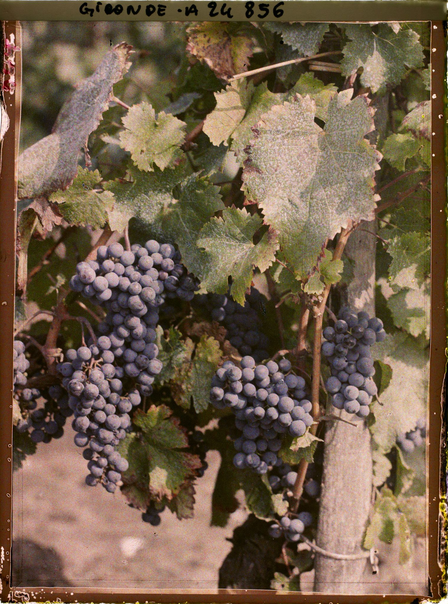 Image représentant Un cépage cabernet franc dit Bouchet
