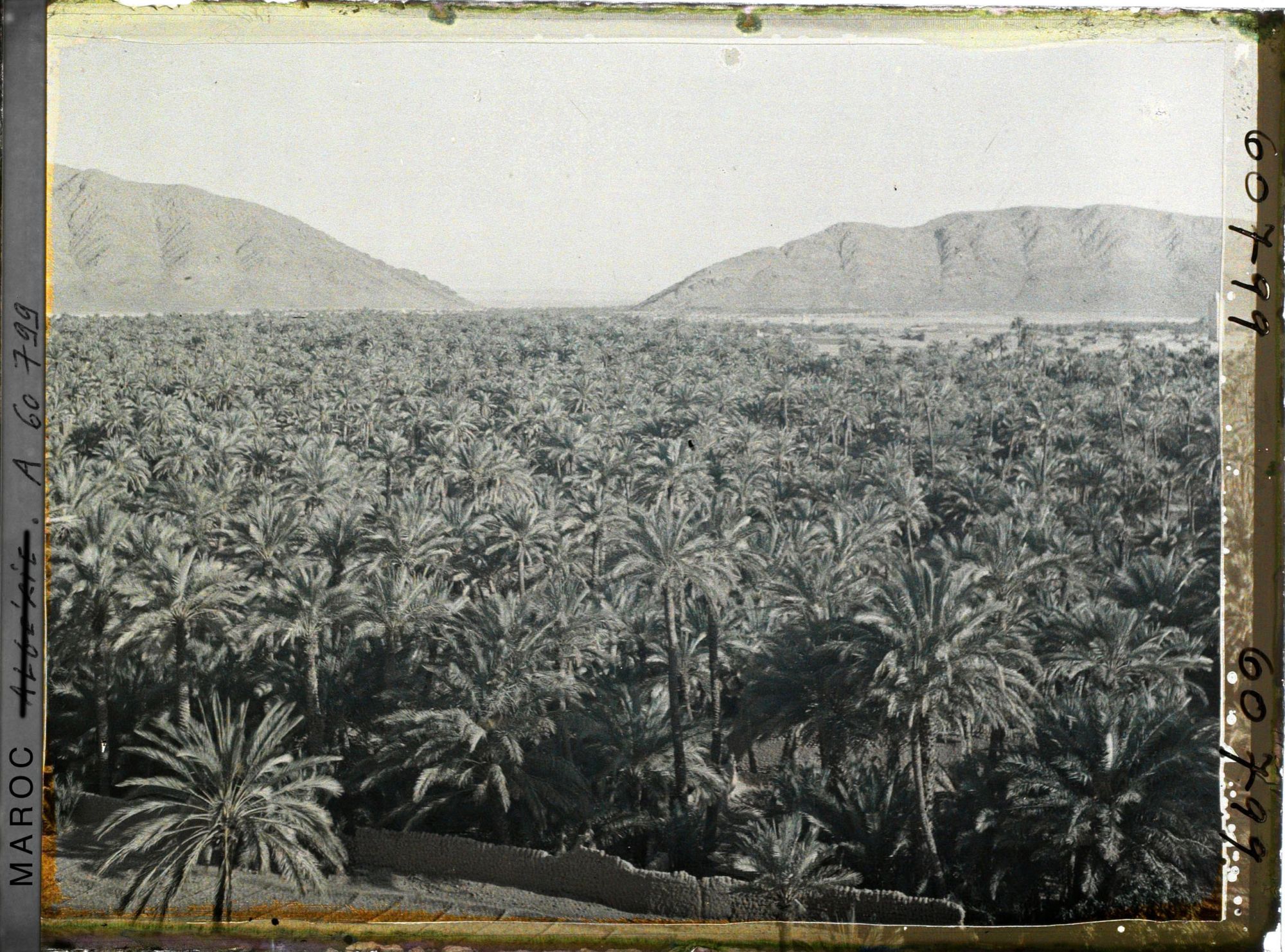 Image représentant La mer de palmes avec au fond, le col de Zenaga