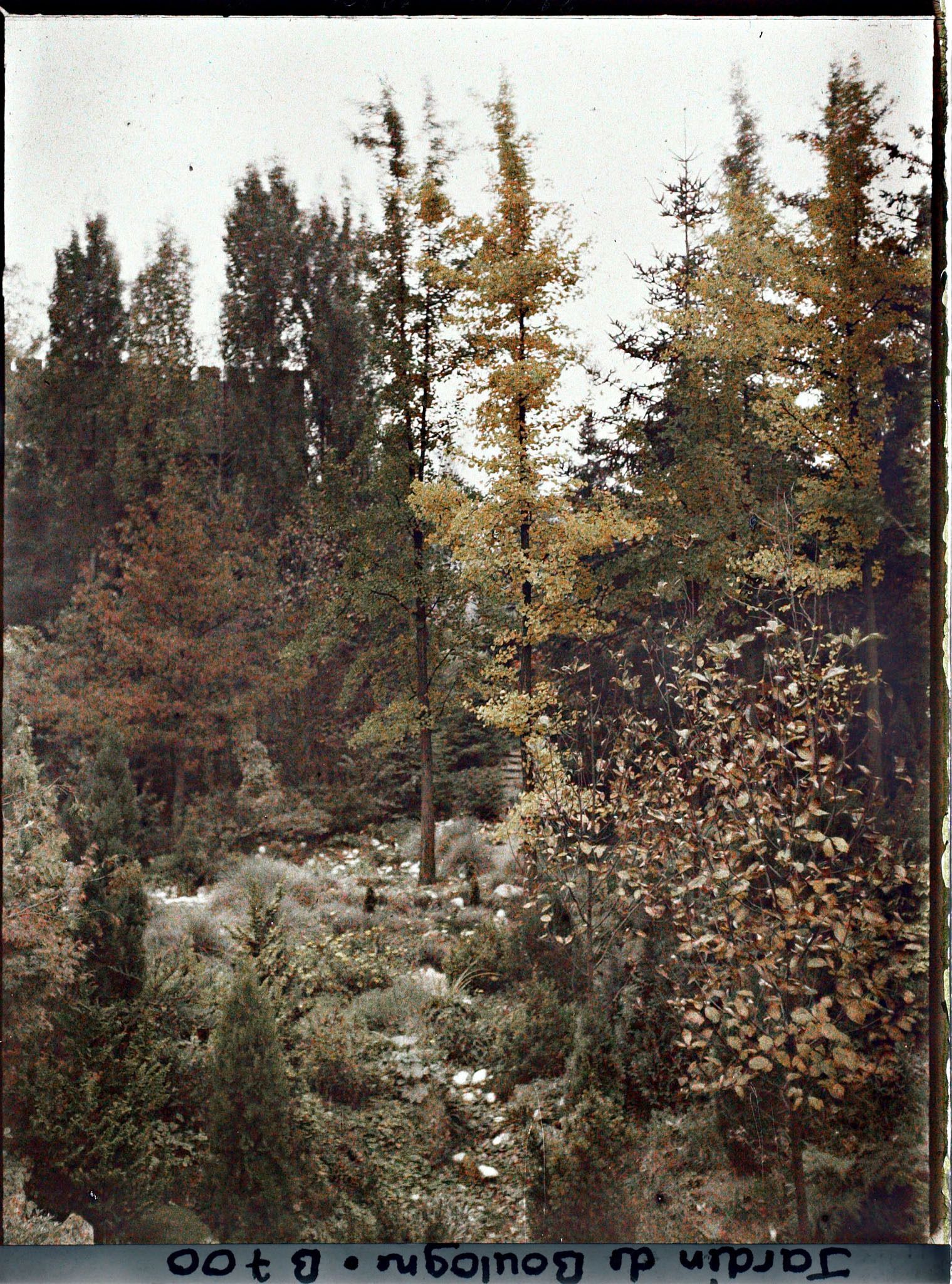 Image représentant Arbres du " jardin chinois " voilant une maison et espace couvert de pierres et de plantes diverses