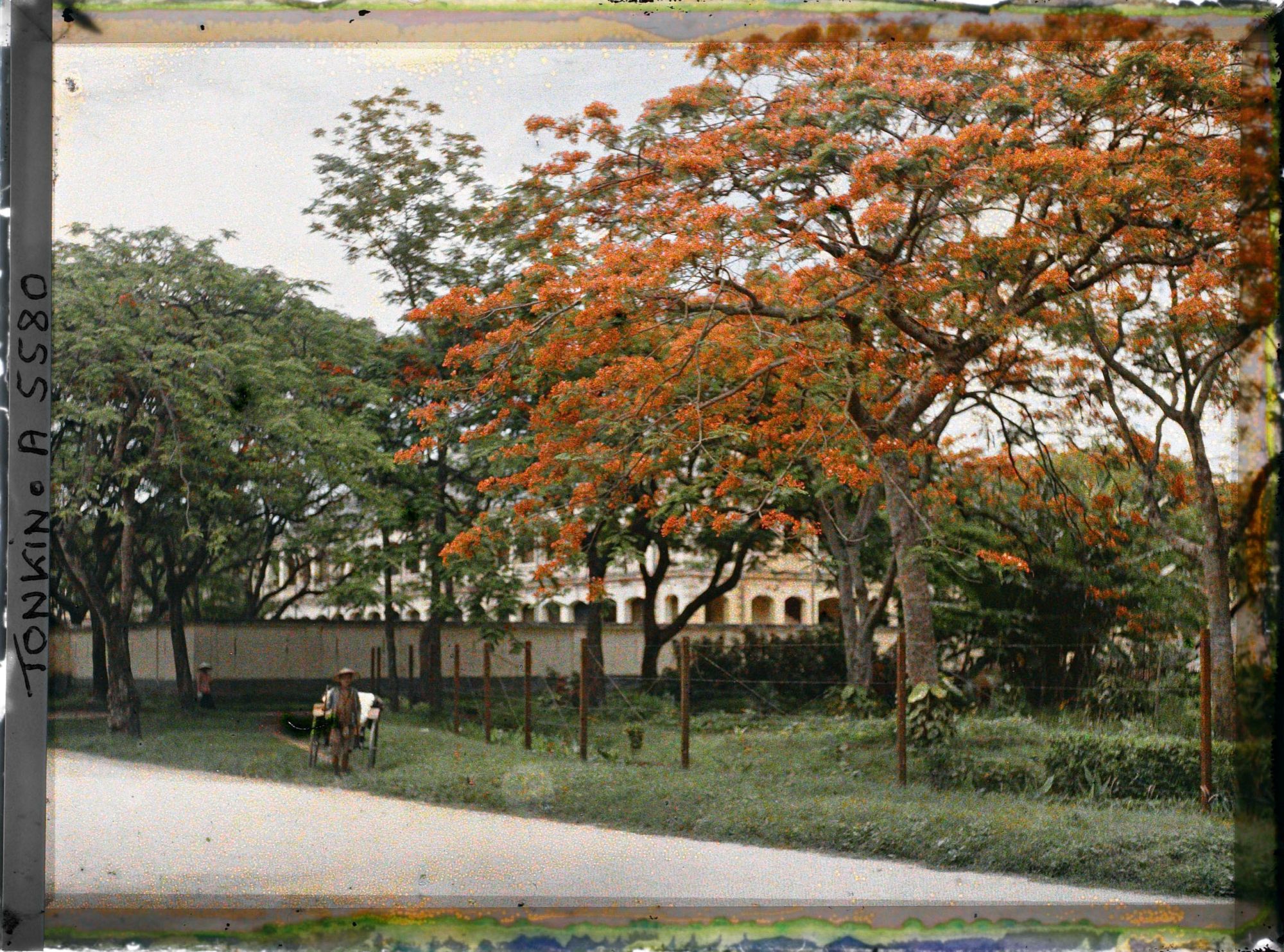Image représentant Des flamboyants et un pousse-pousse, dans " l'avenue Général Bichot "