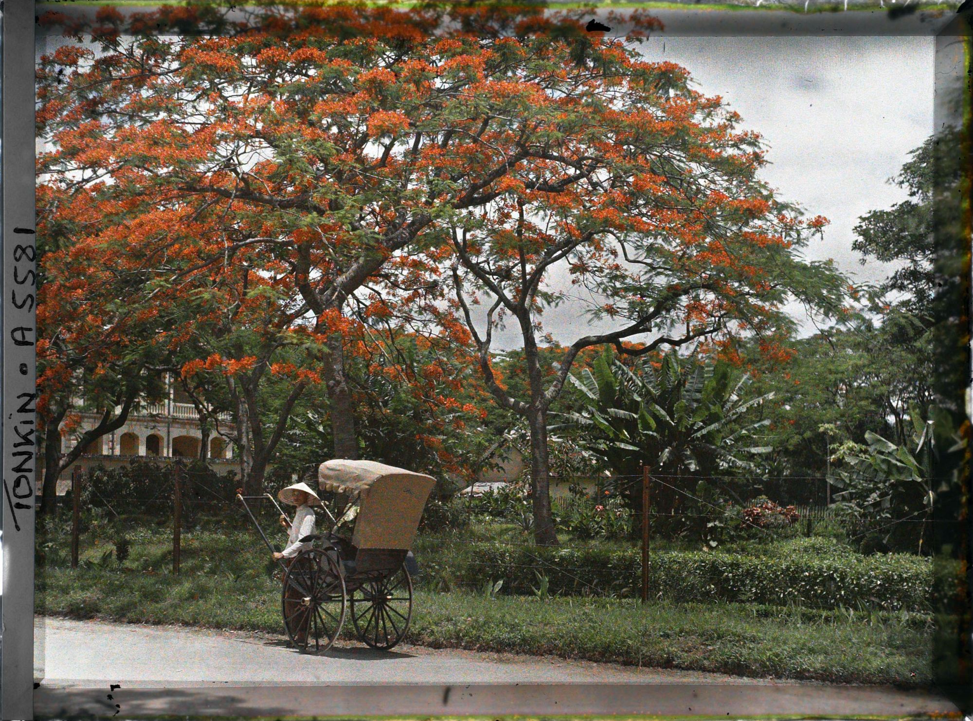 Image représentant Des flamboyants et un pousse-pousse, dans " l'avenue Général Bichot "