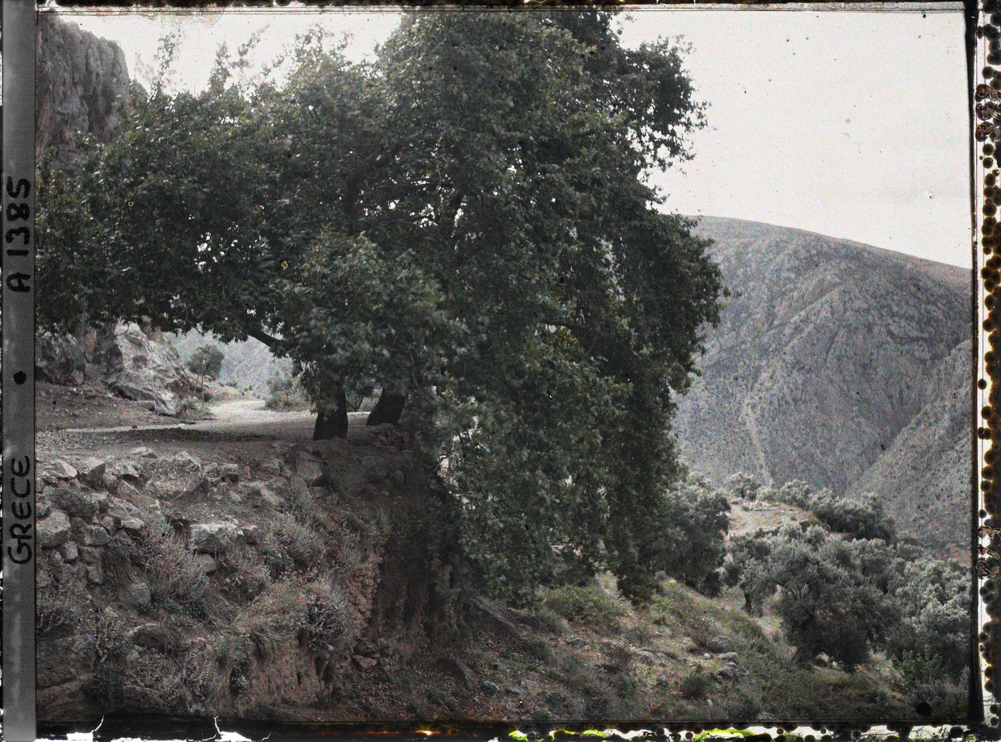Image représentant Coude de la route du col d'Arakhova bordé de deux gros platanes sous la source Castalie