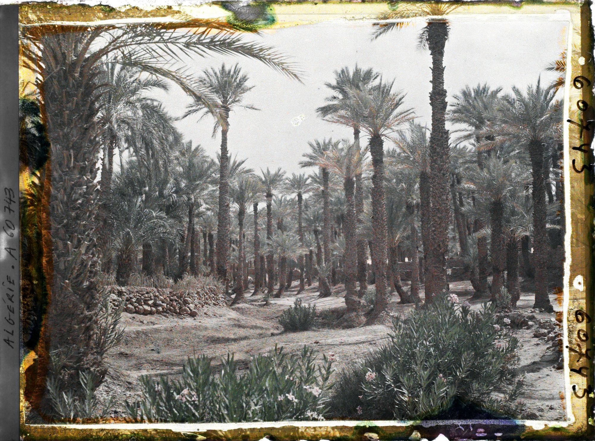 Image représentant Dans l'oasis