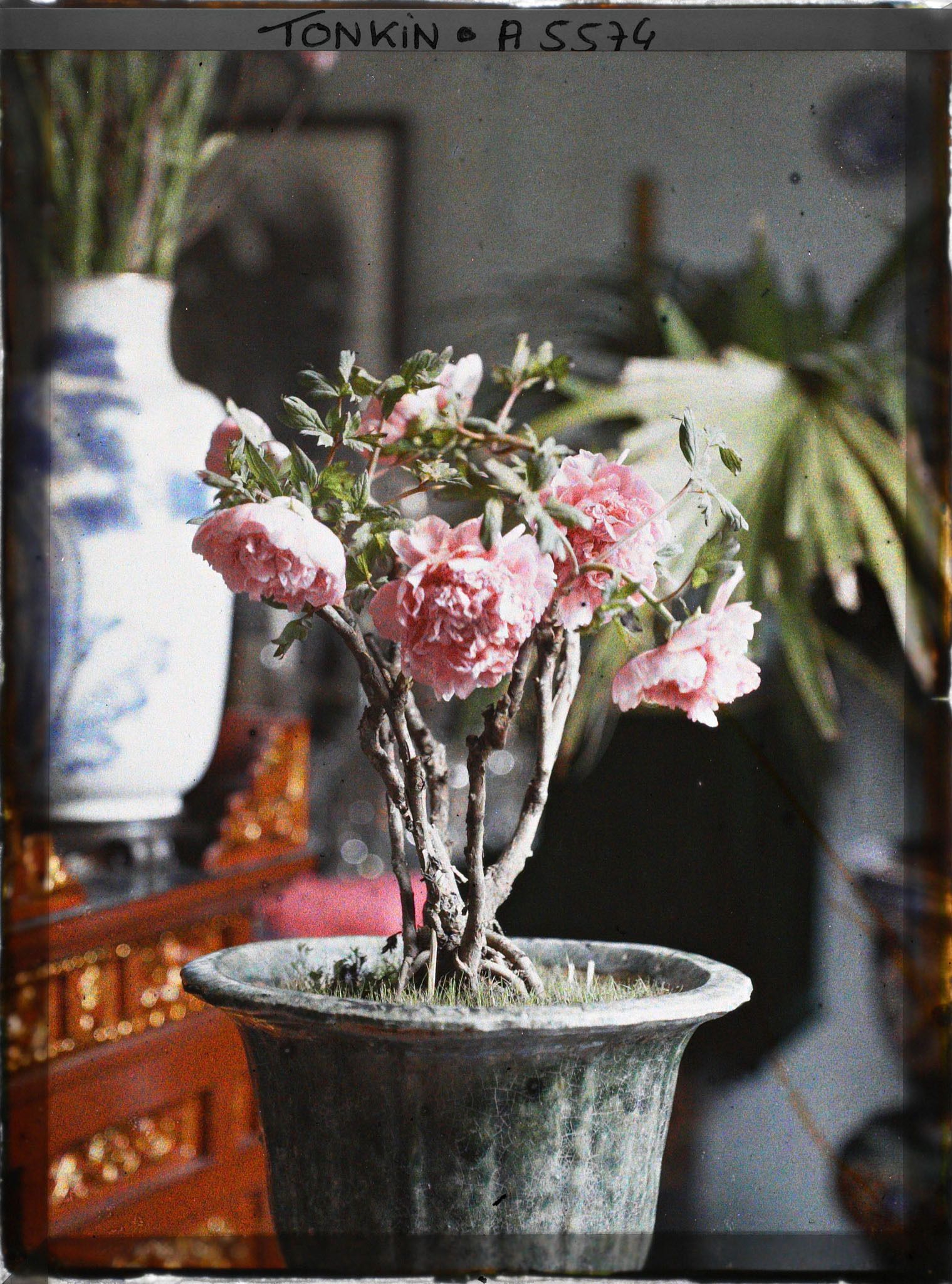 Image représentant Une pivoine de Chine fleurissant le pied de l'autel des ancêtres à l'époque de la fête du Têt