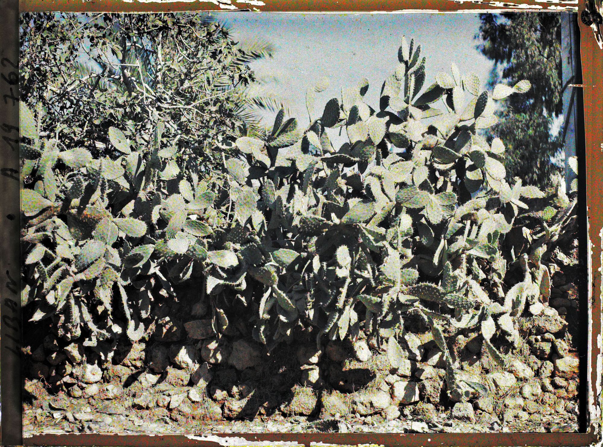 Image représentant Haie de figuiers de Barbarie