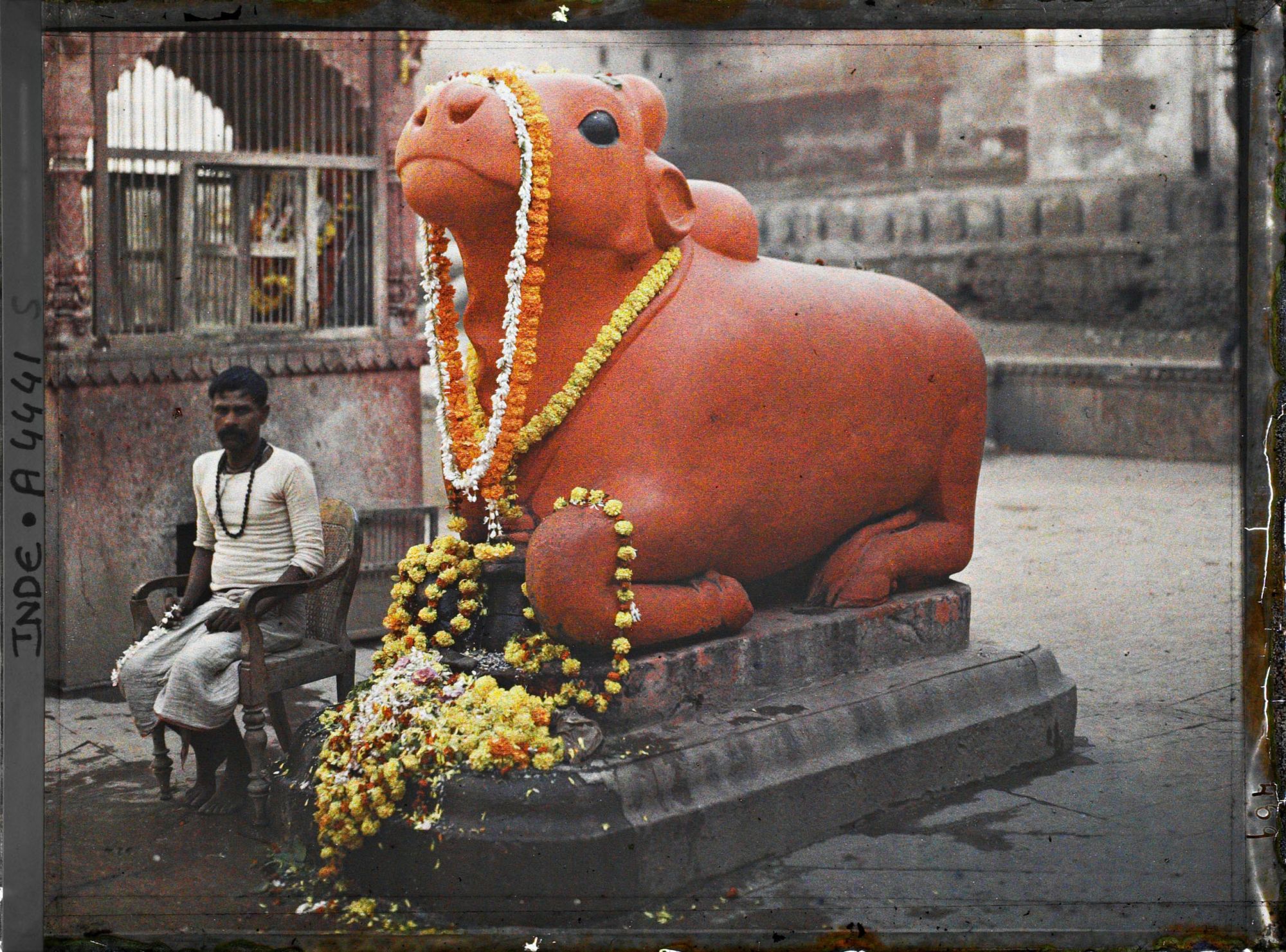 Image représentant Kashi Vishvanath (le Temple d'Or) : statue du taureau sacré Nandi (ou Nandin), monture de Shiva, ornée de guirlandes d'oeillets d'Inde