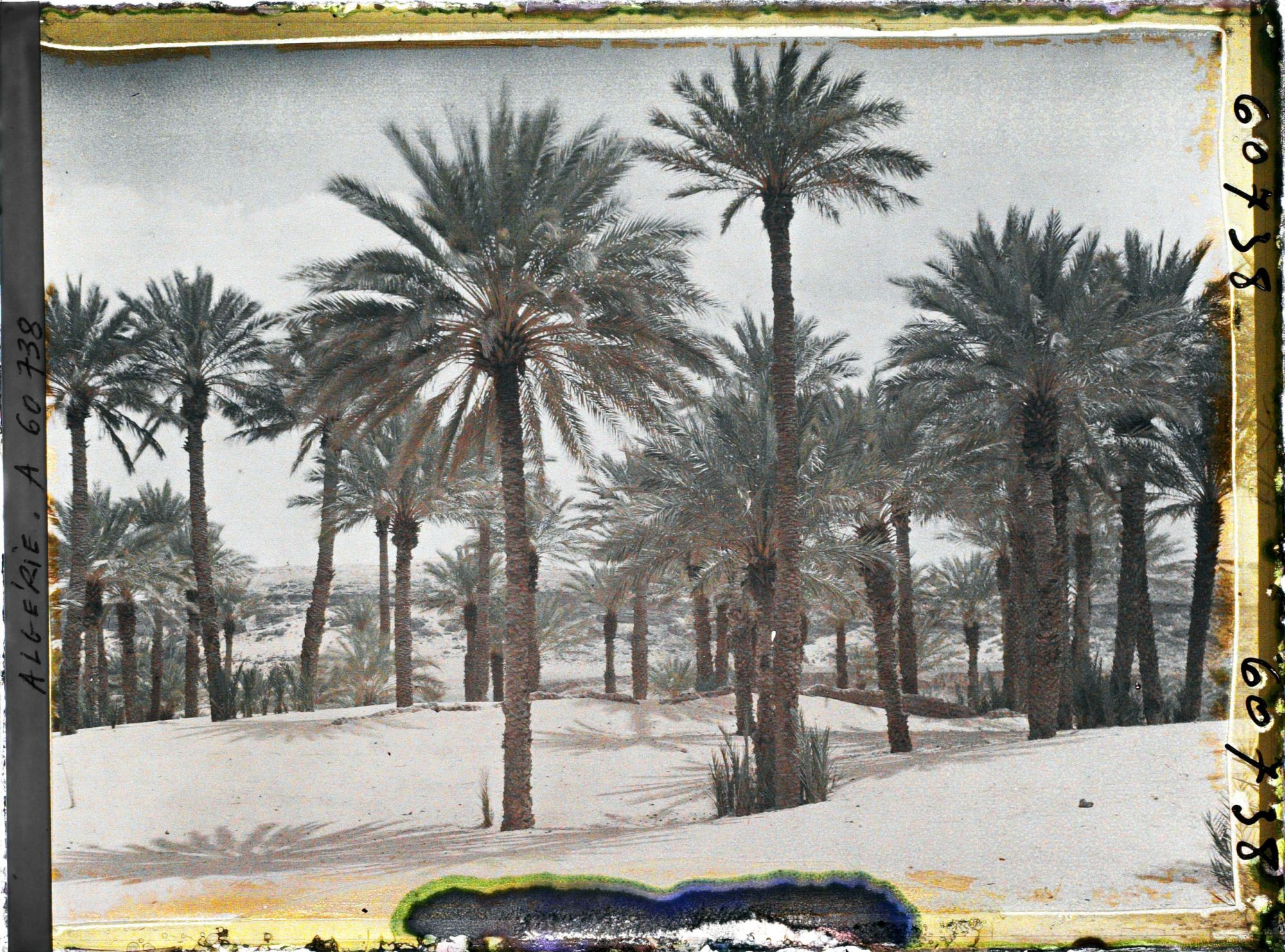 Image représentant Dans l'oasis