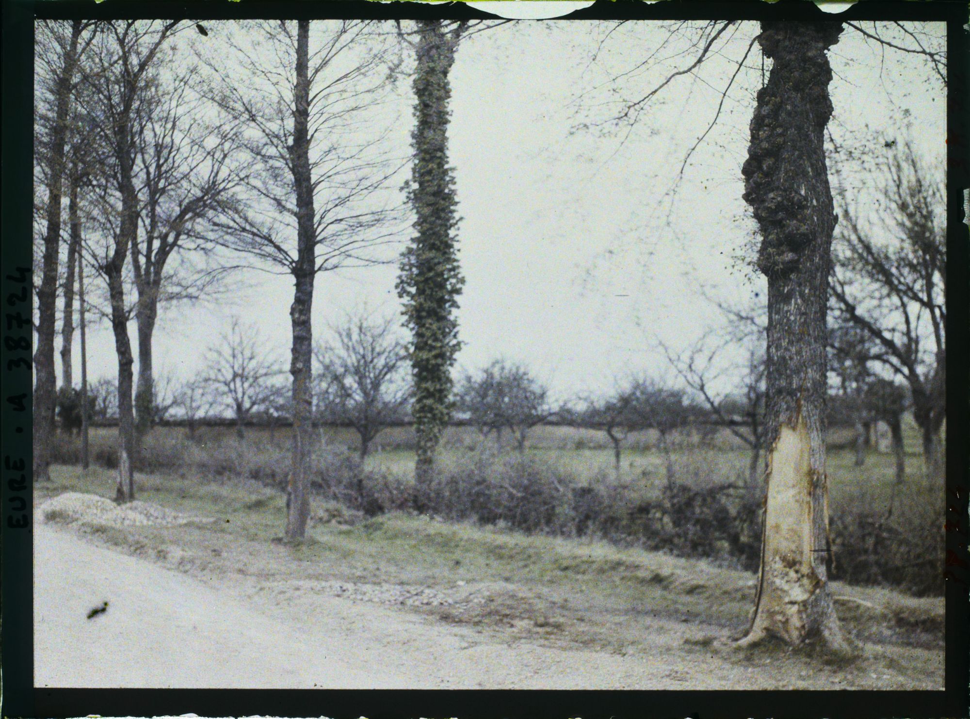 Image représentant Lieu de l'accident d'automobile survenu au prince Kitashirakawa, aspect de l'arbre contre lequel est venu se heurter la voiture