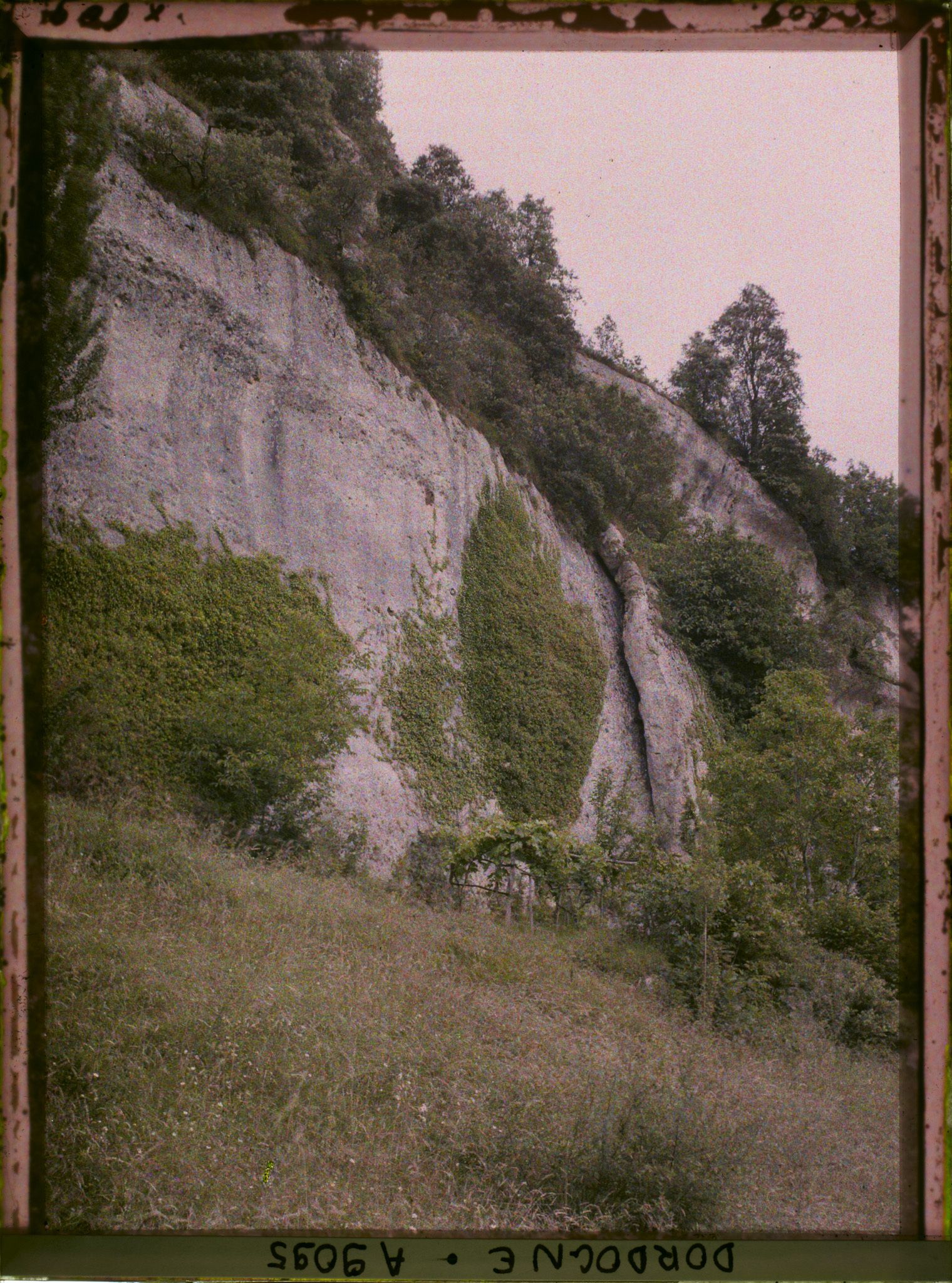 Image représentant France, Laugerie Basse : grands placages de lierre et la grande fente verticale.