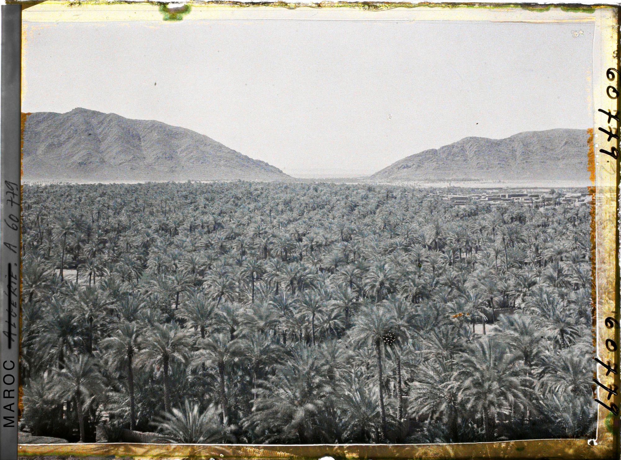 Image représentant La mer de palmes avec au fond le col de Zenaga