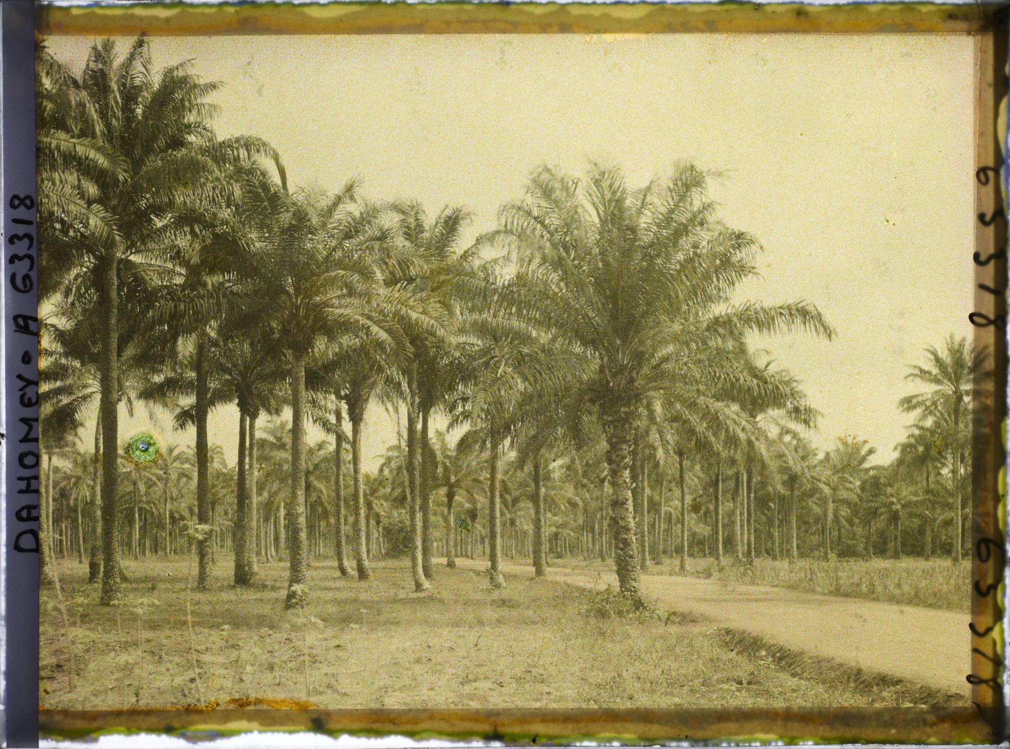 Image représentant Palmeraie sur la route de Daagbé